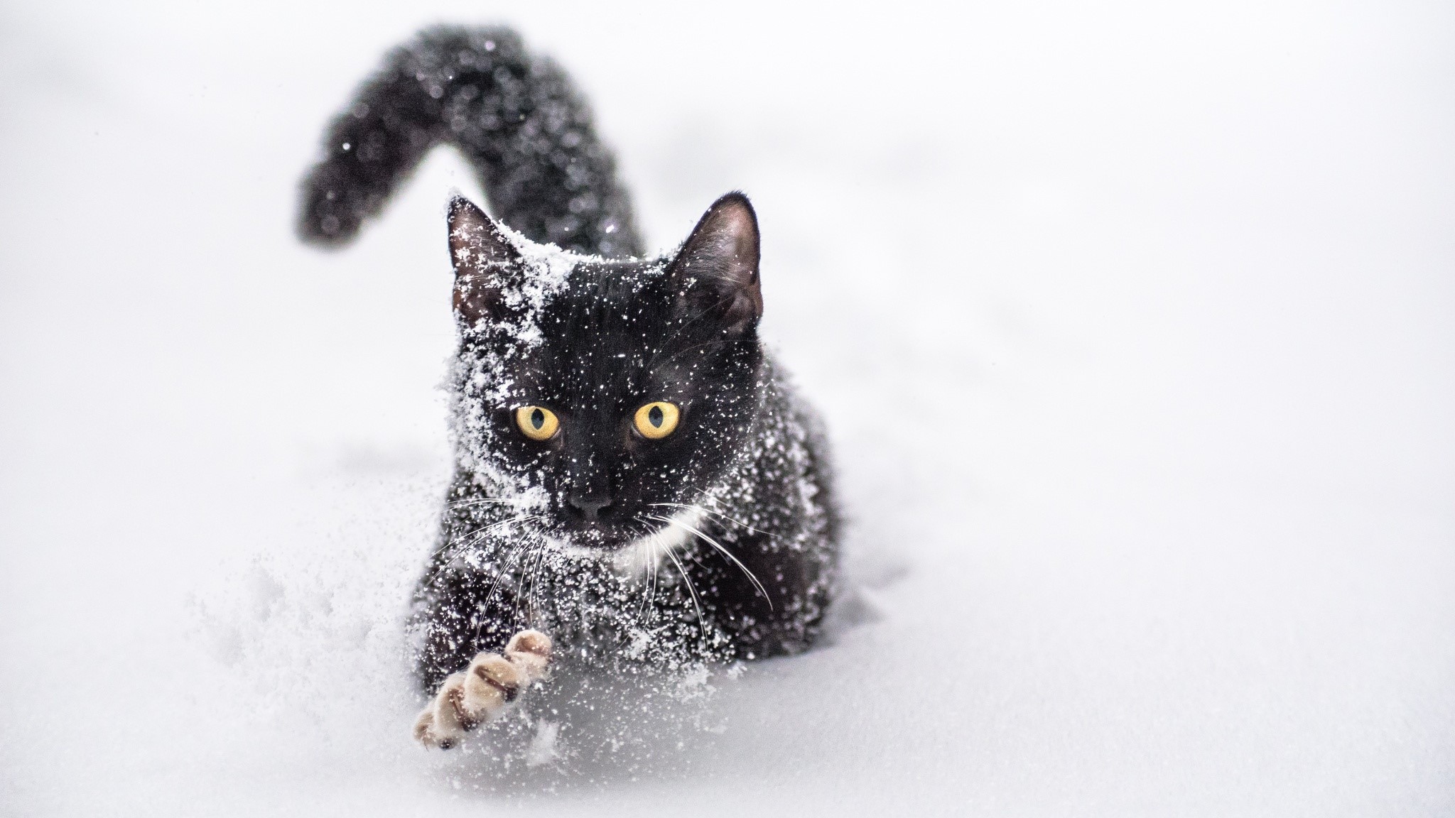 Black cat covered in snow walking HD Wallpaper