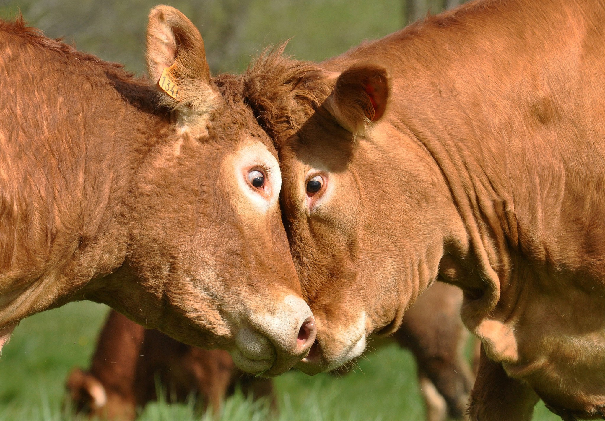 Two brown cows touching heads in a field HD Wallpaper