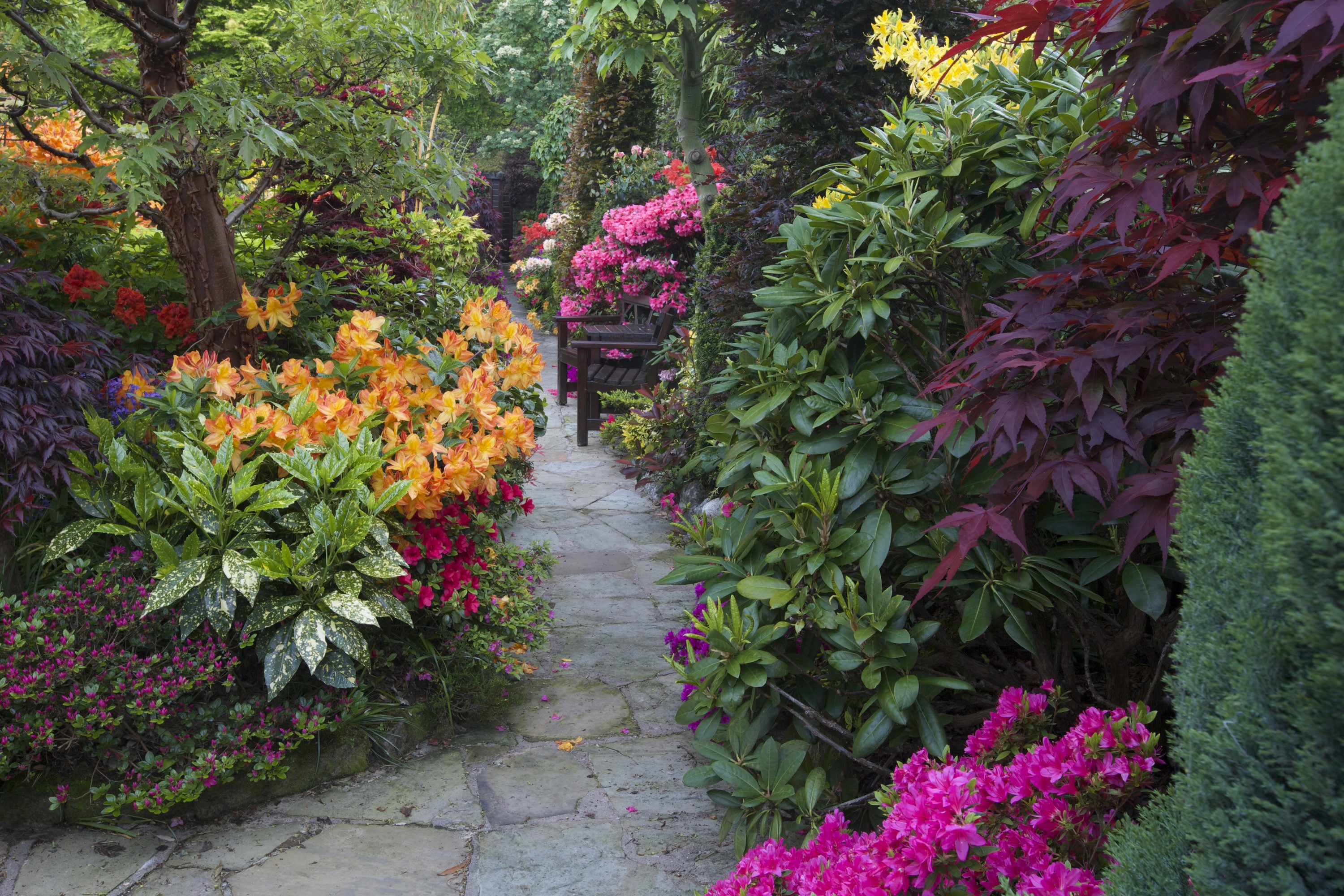 Walsall Garden with Rhododendrons and Shrubs in England HD Wallpaper
