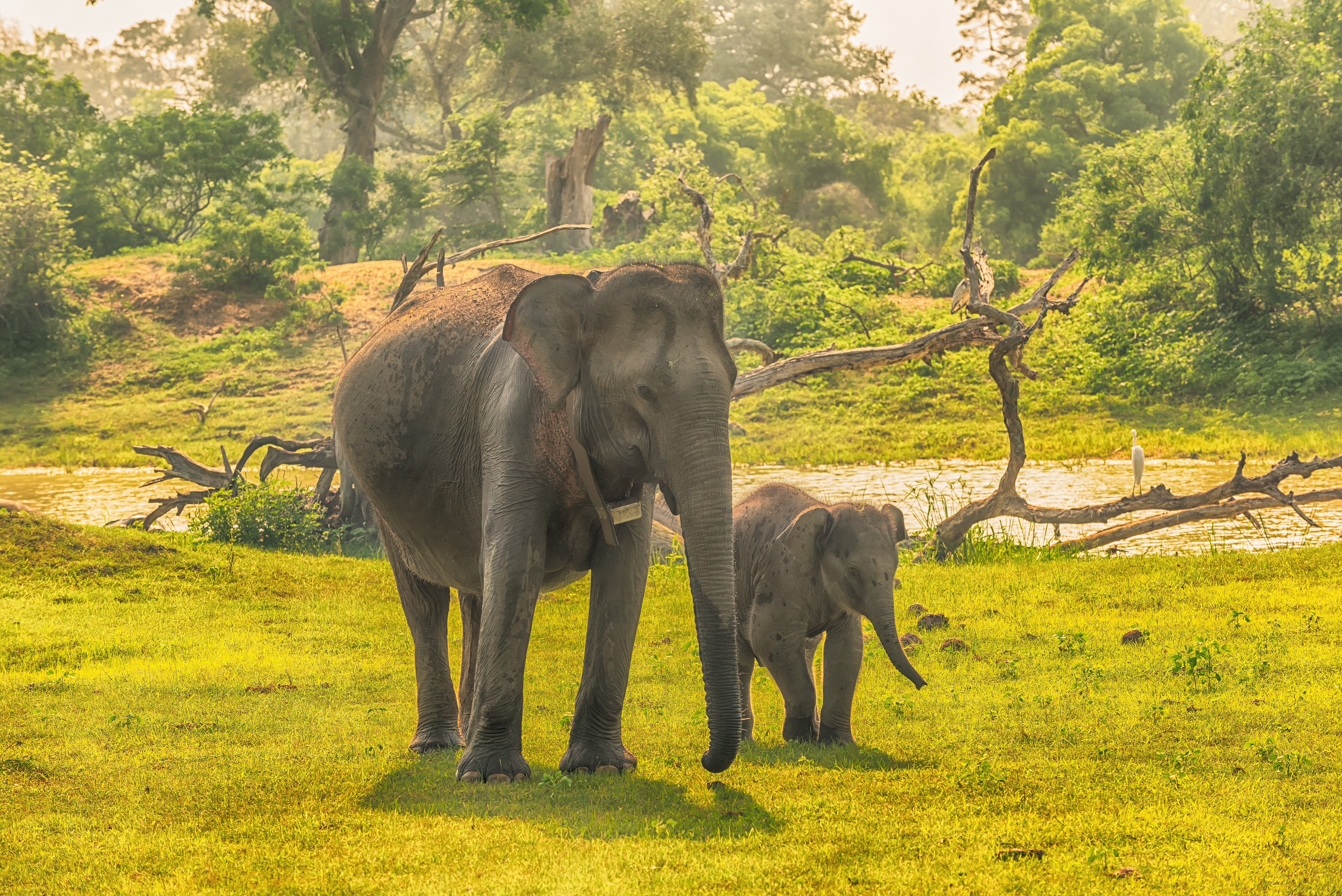Two elephants and a cub in Yala National Park, Sri Lanka HD Wallpaper