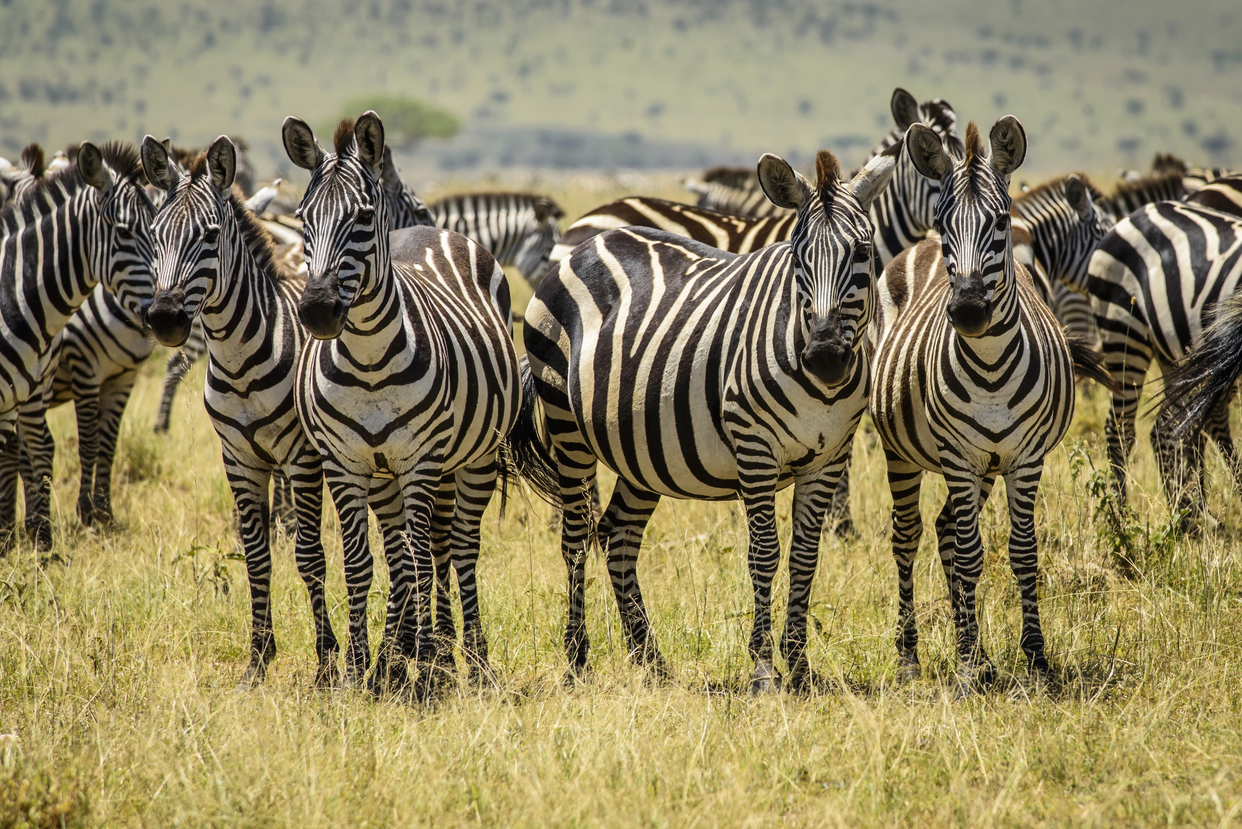 Herd of Zebras in a Grassy Field HD Wallpaper
