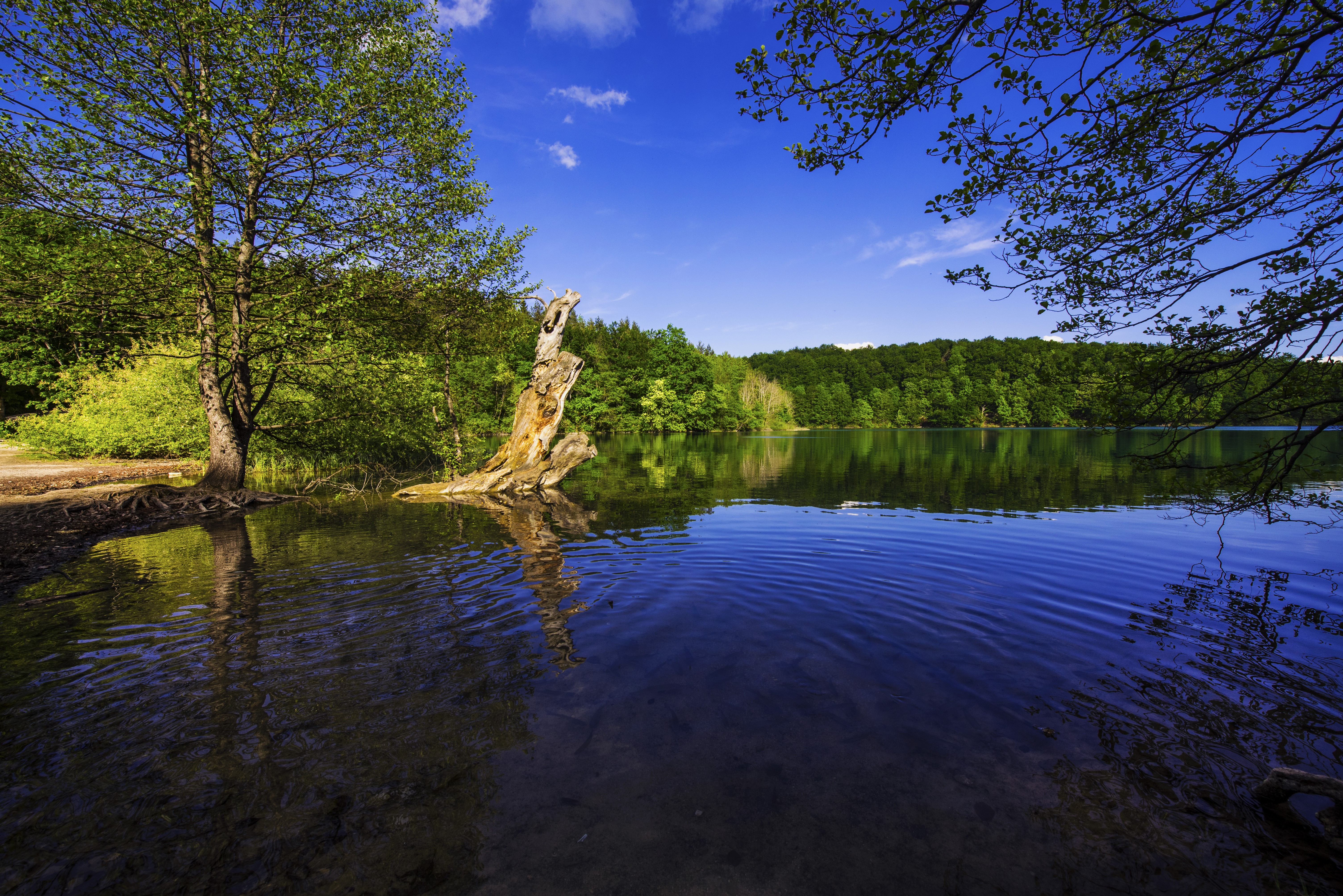 Lake with trees and a tree stump in Plitvice Lakes National Park HD Wallpaper