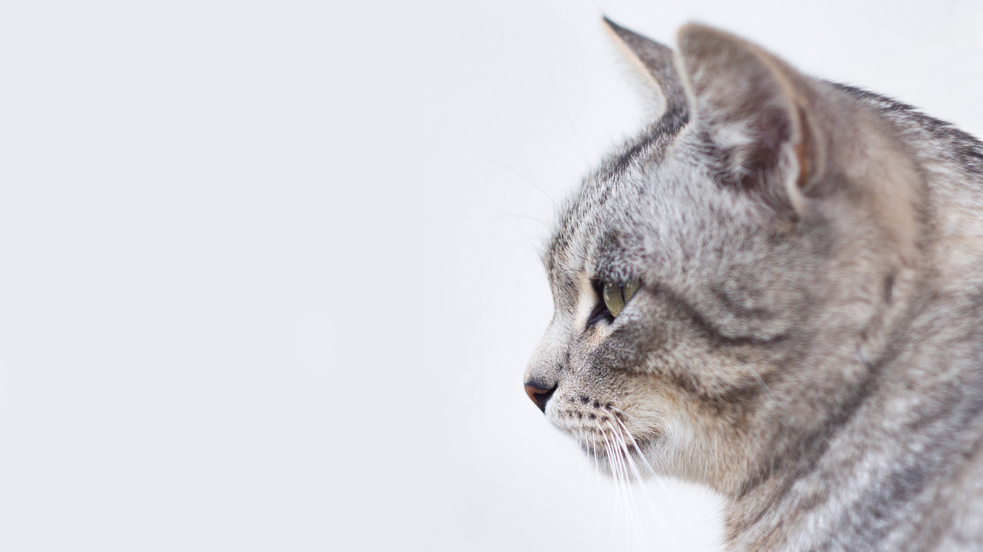 Close-up of a tabby cat's head HD Wallpaper