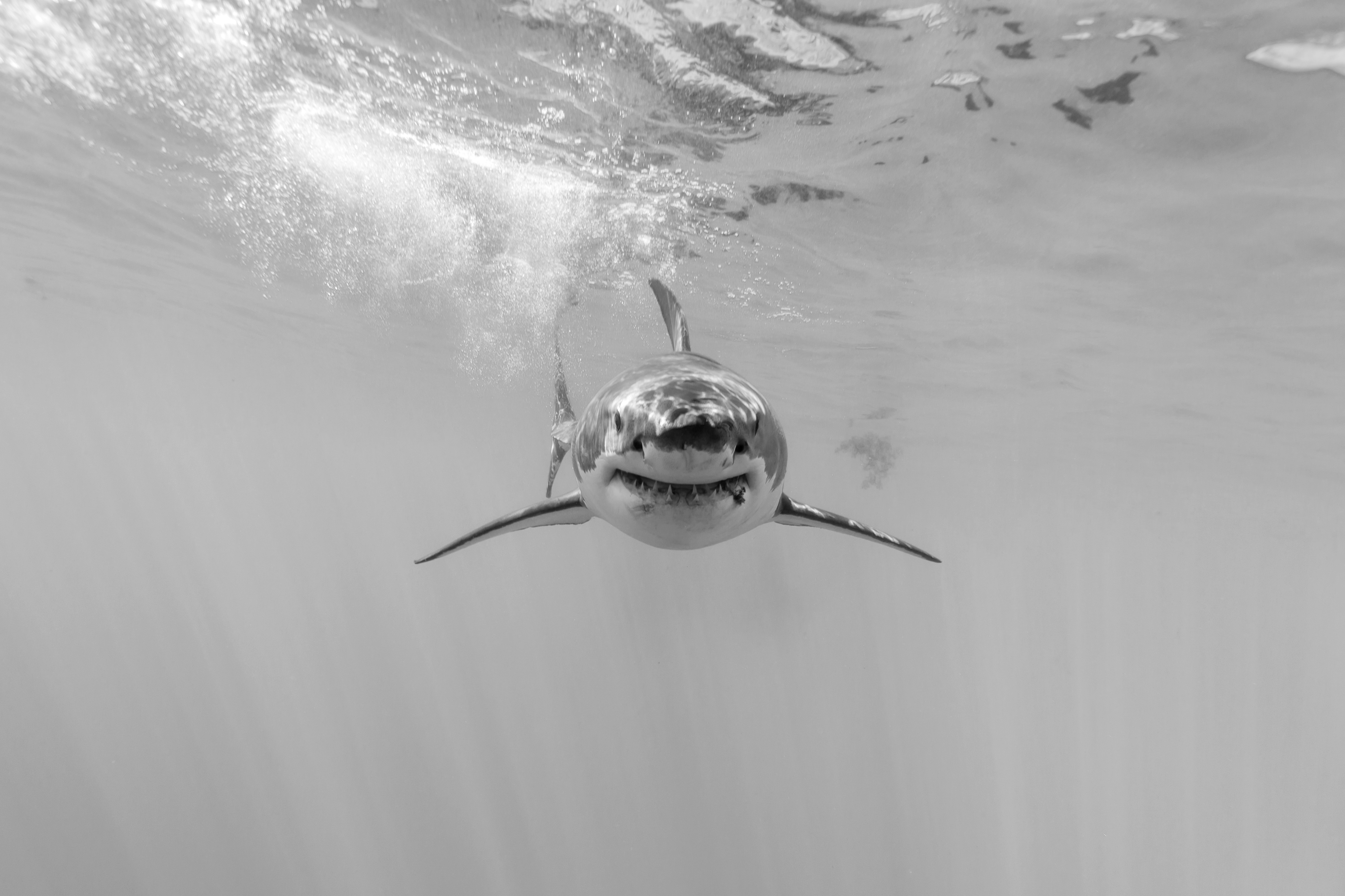 Great White Shark Underwater HD Wallpaper