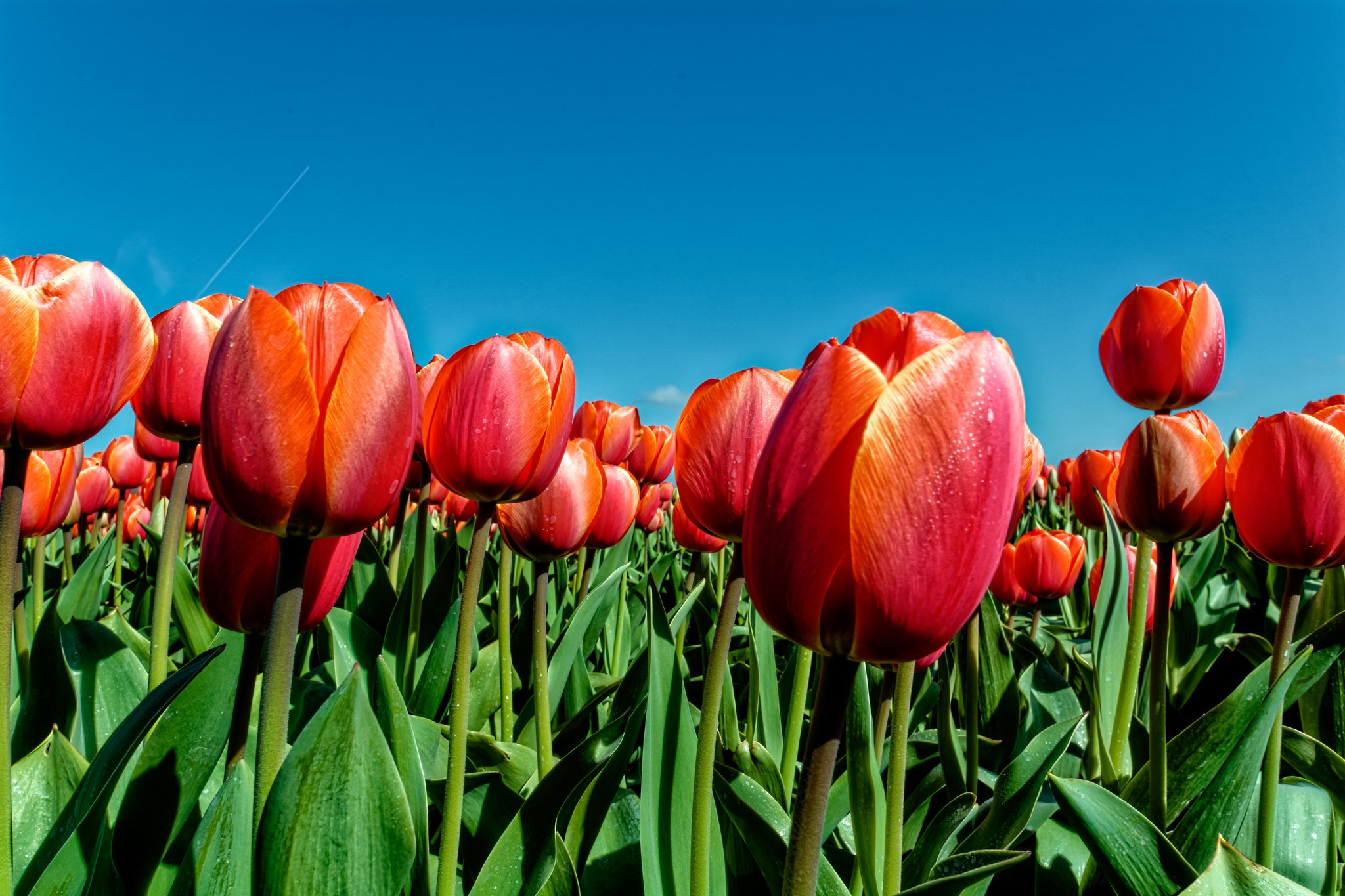 Field of Red and Orange Tulips Under a Blue Sky HD Wallpaper