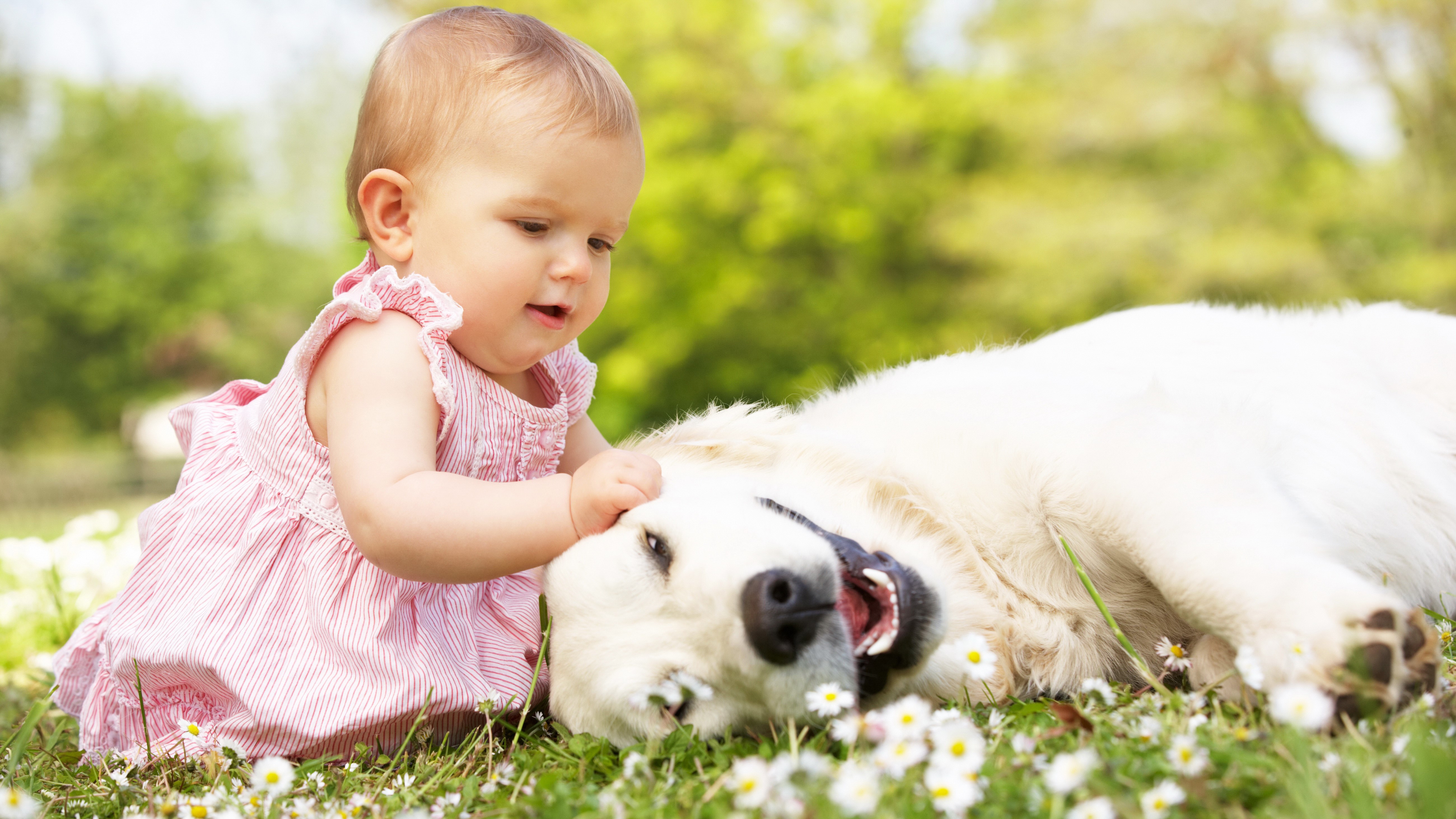 Little girl petting a golden retriever dog HD Wallpaper