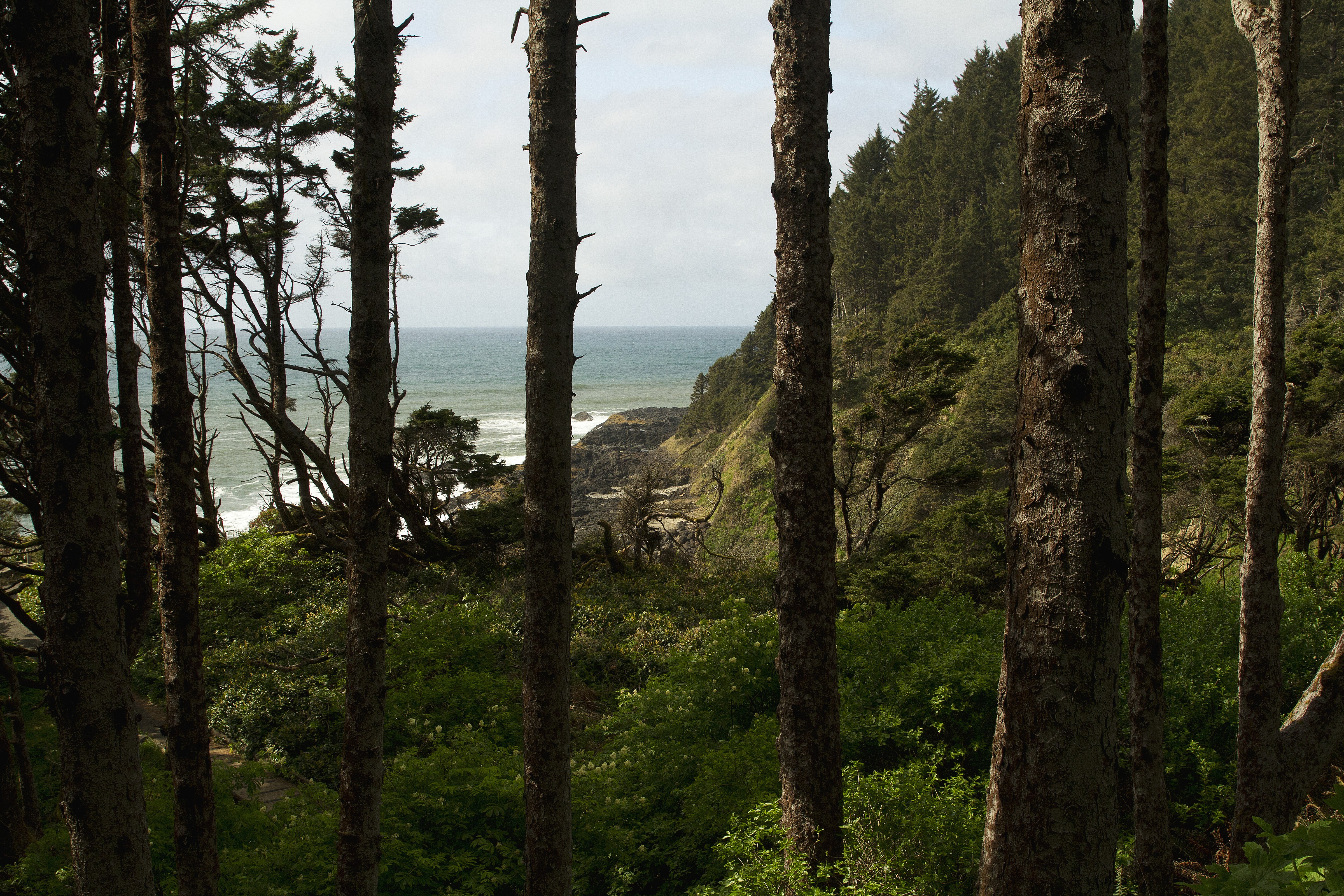 Trees on the Oregon Coast HD Wallpaper