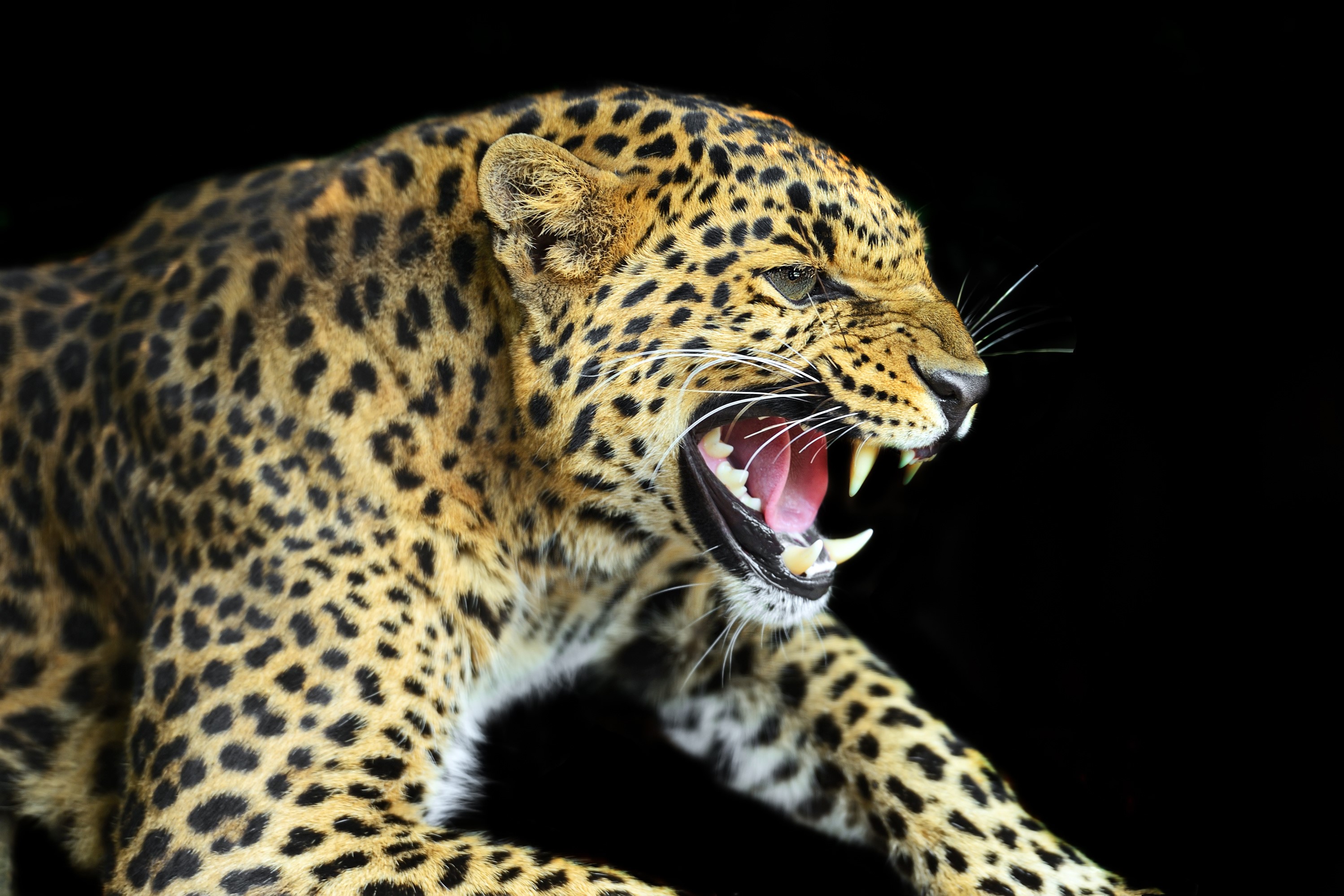 Leopard roaring with fangs bared against black background HD Wallpaper