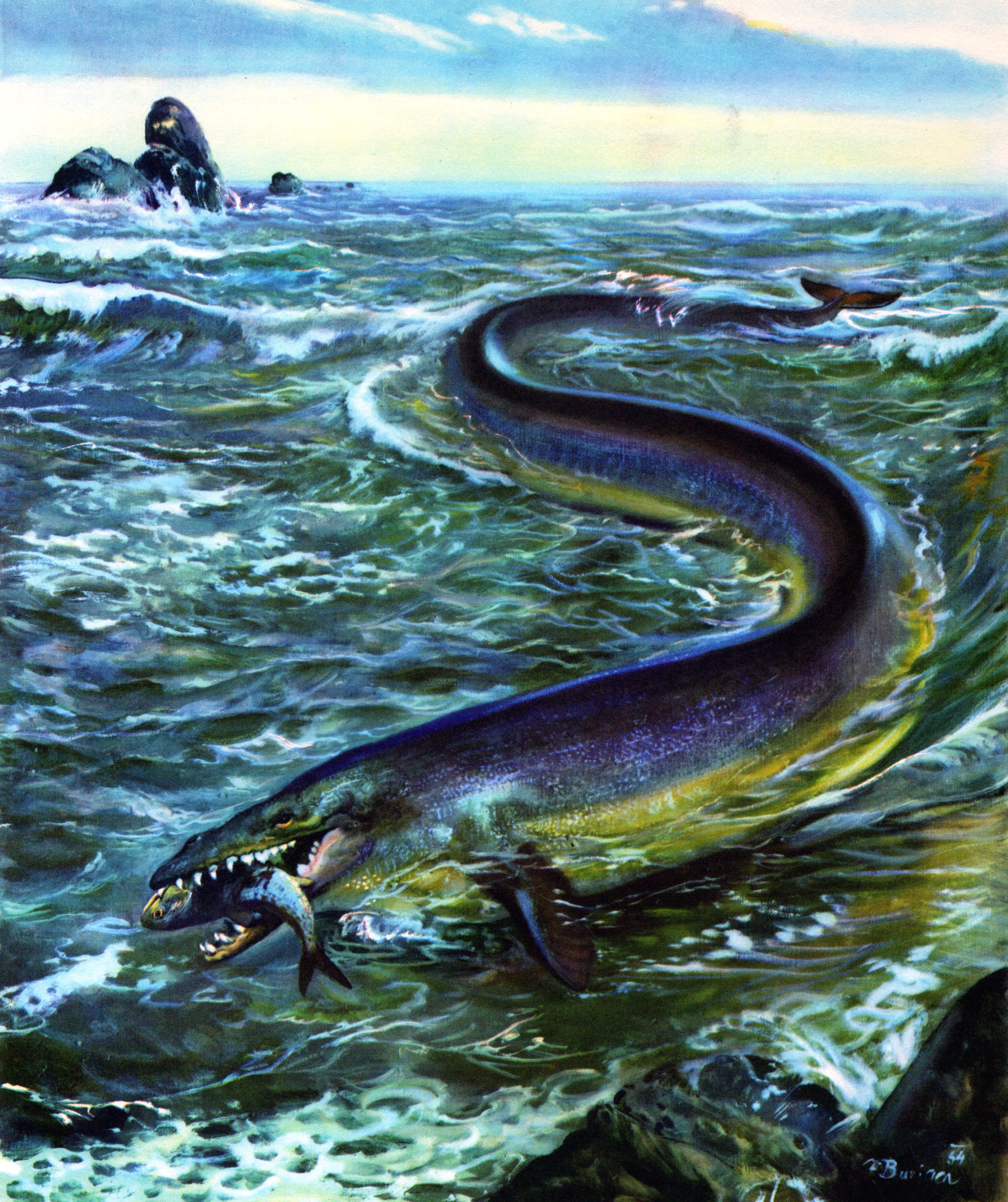 Basilosaurus hunting a fish in the ocean HD Wallpaper