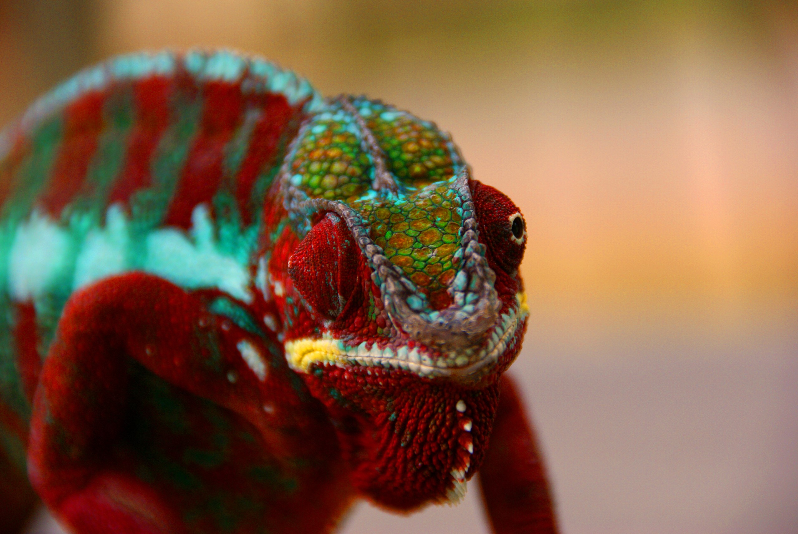 Closeup of a colorful chameleon HD Wallpaper