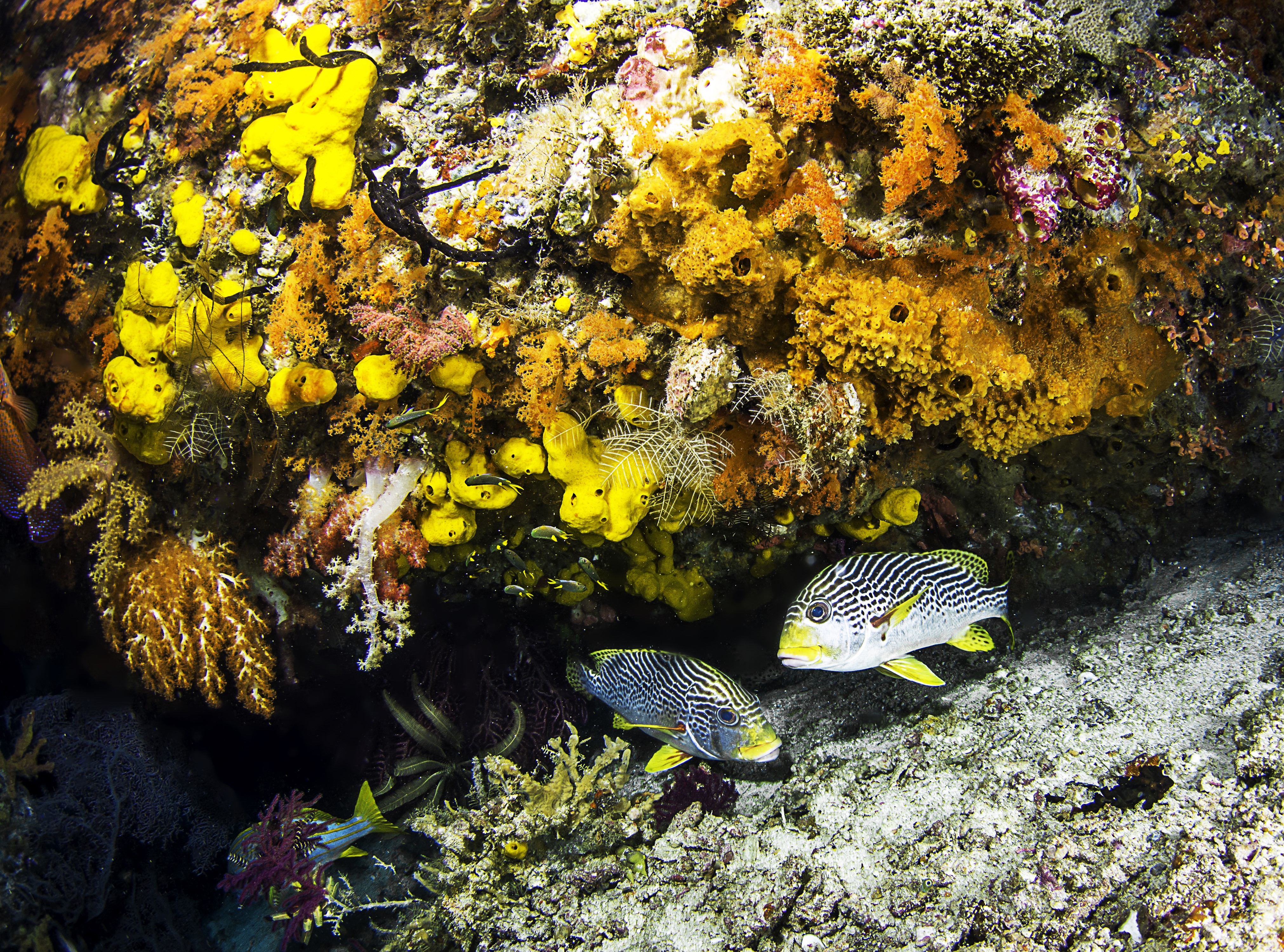 4K Underwater world with fish and corals HD Wallpaper