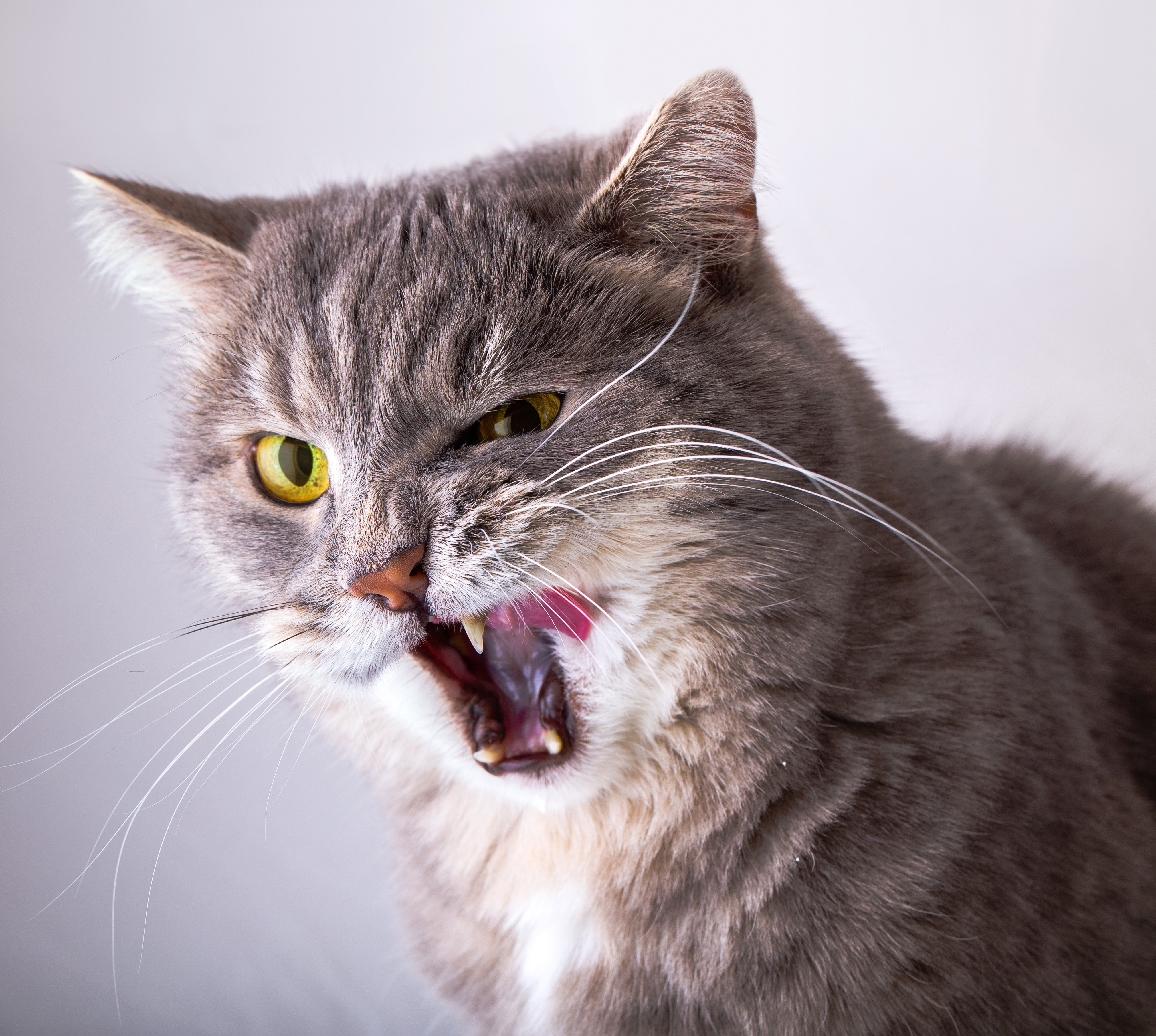 Gray tabby cat with tongue out HD Wallpaper