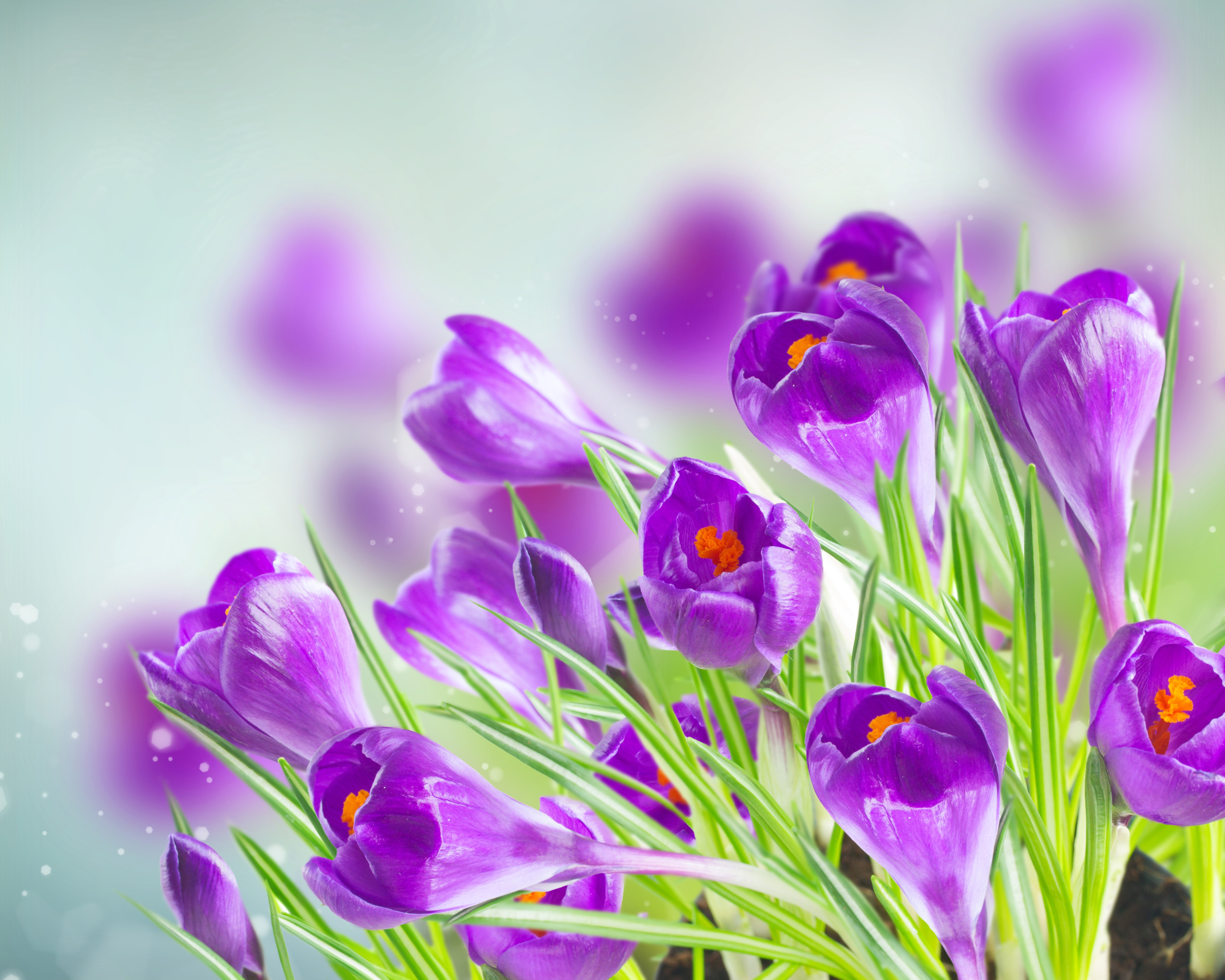 Purple Crocuses in Bloom HD Wallpaper