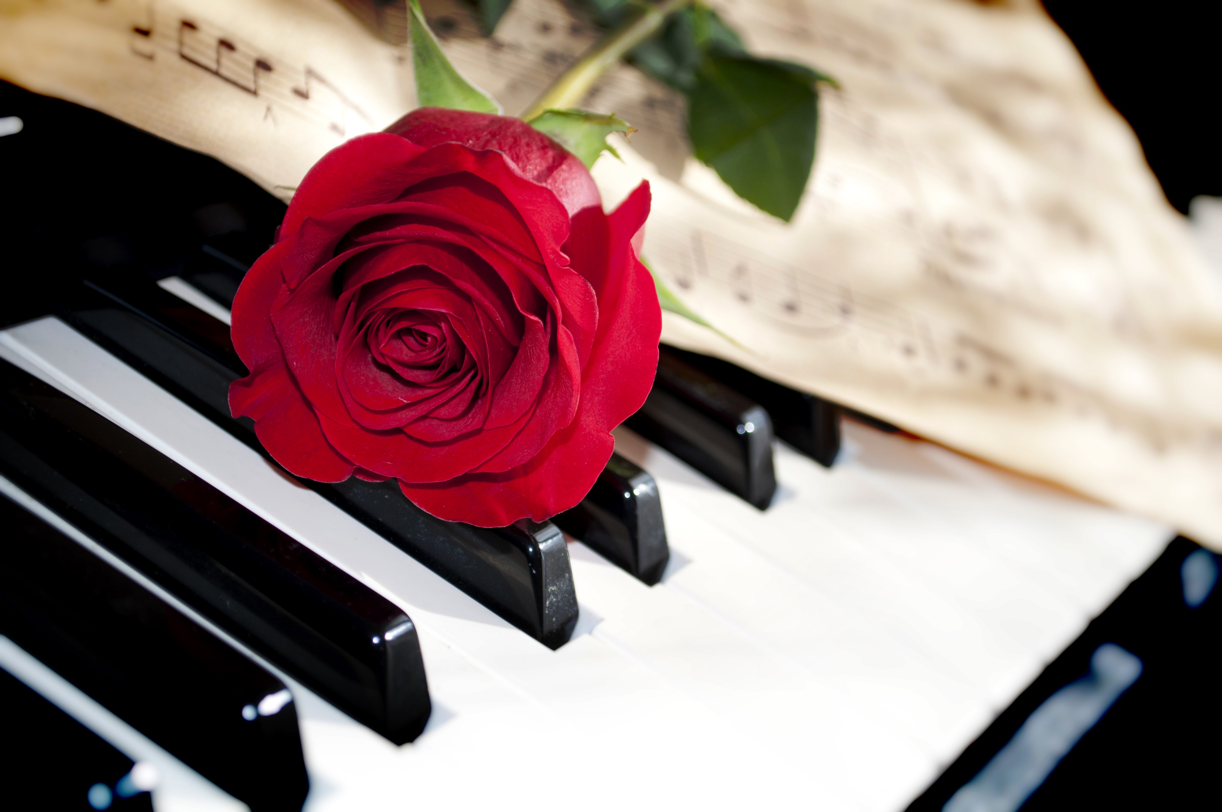 Red Rose on Piano Keys with Sheet Music HD Wallpaper