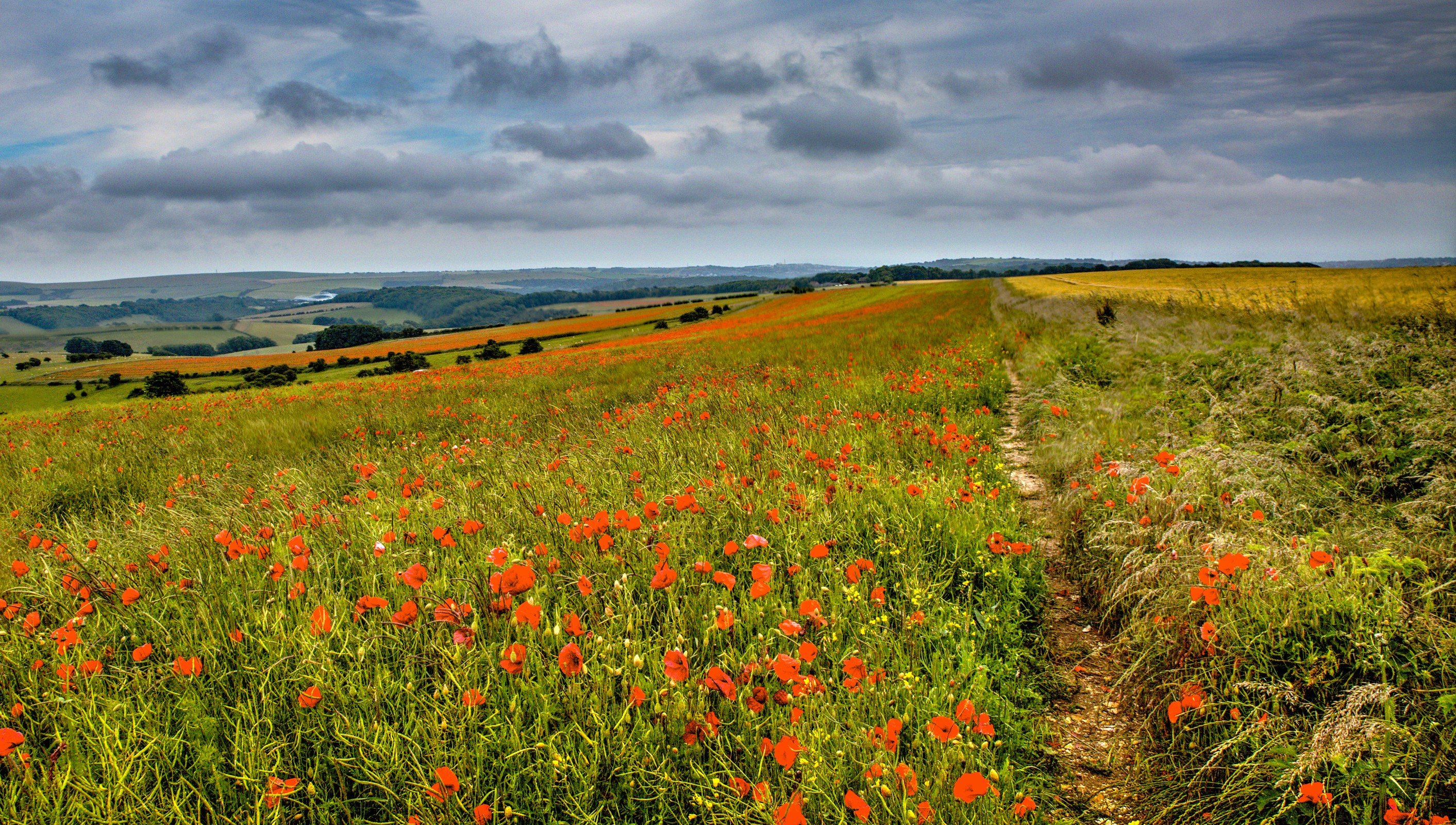 Field of poppies with rolling hills and cloudy sky HD Wallpaper