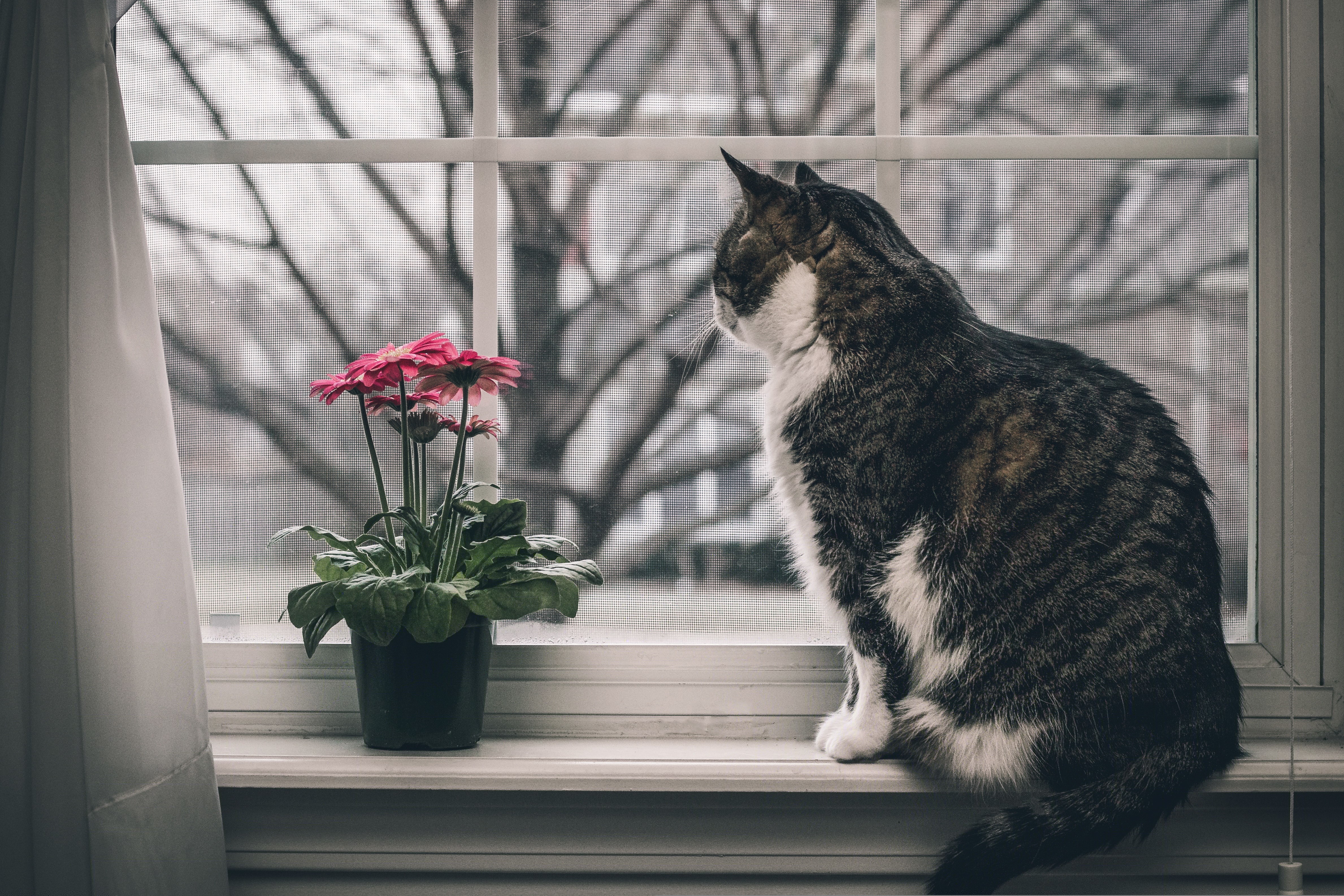 Cat and Flowers by the Window HD Wallpaper