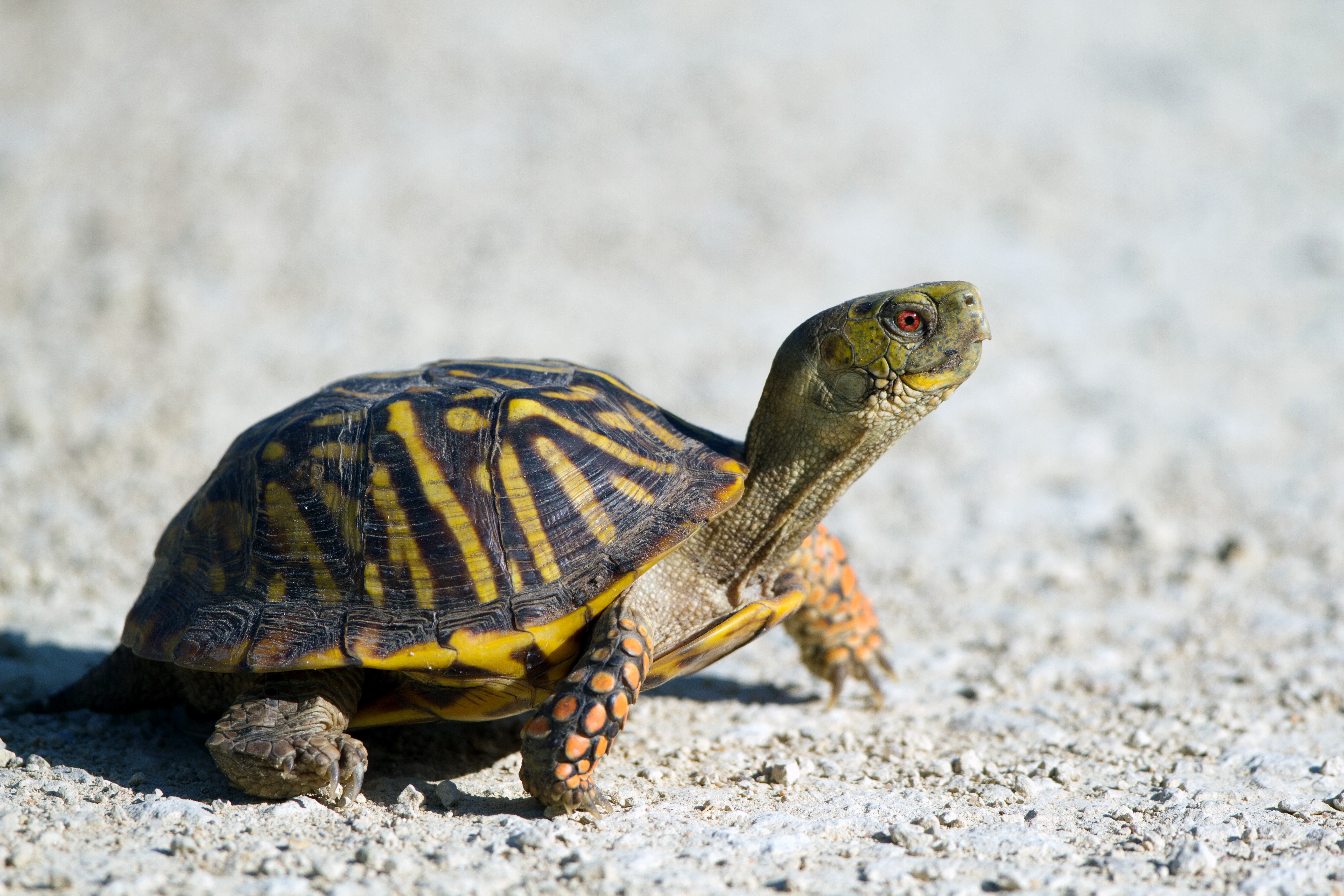 Box Turtle on Gravel Path HD Wallpaper