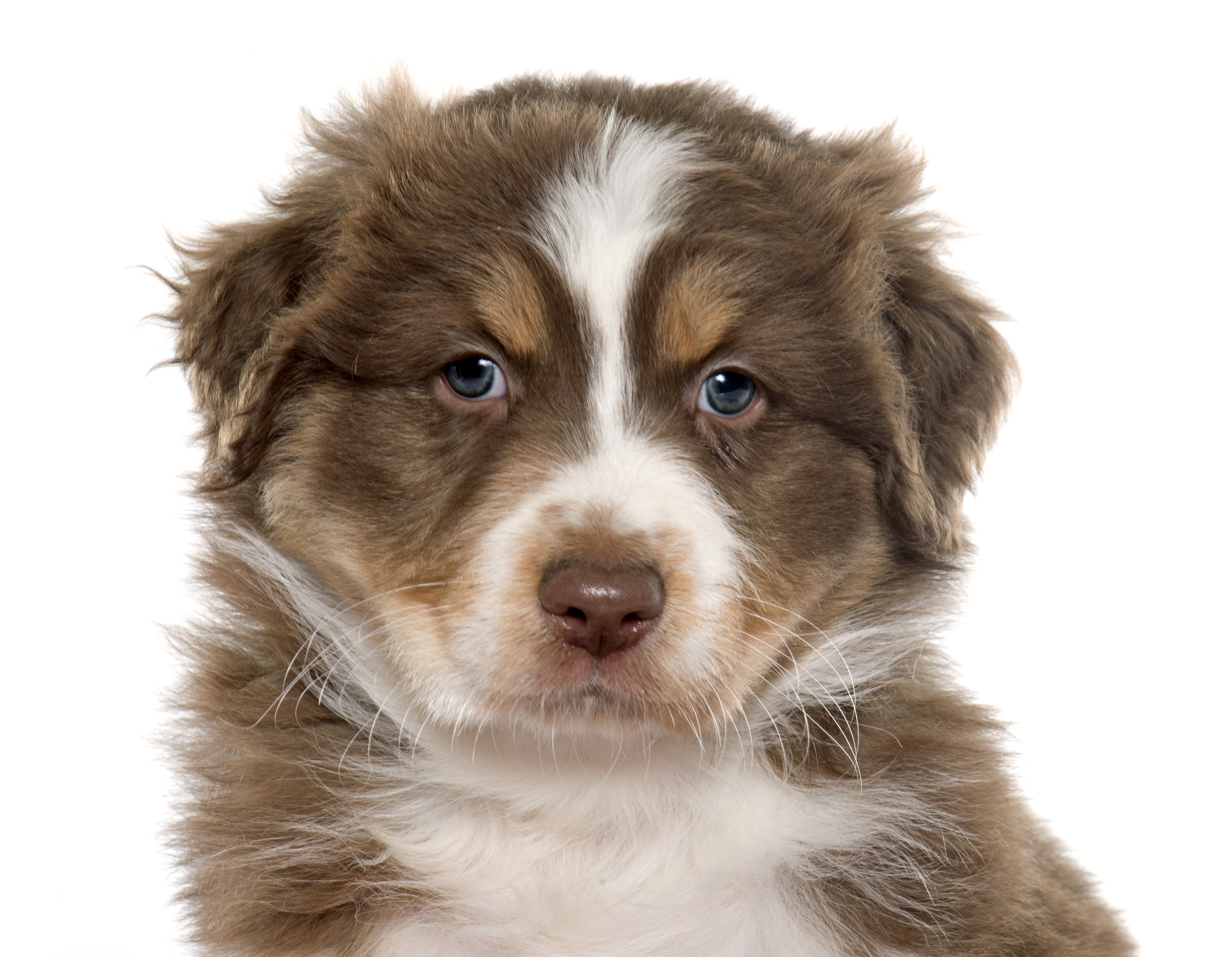 Australian Shepherd Puppy Close-up HD Wallpaper