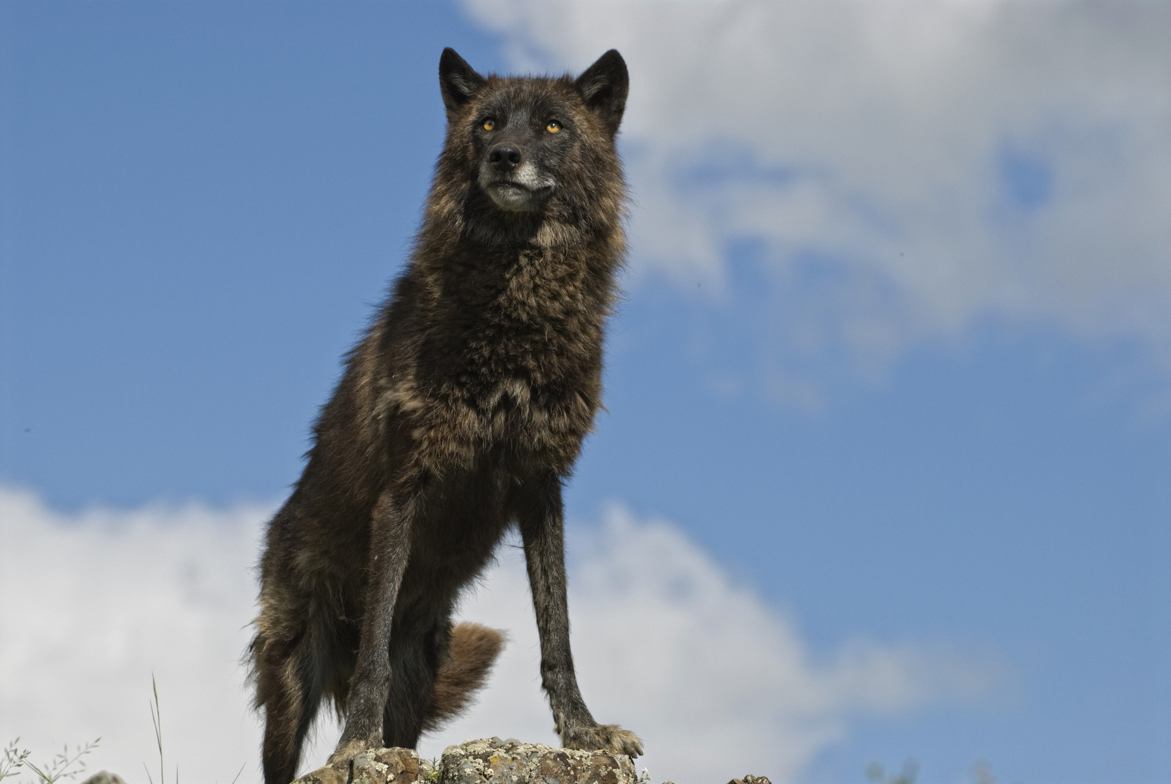 Black wolf sitting on rocks under blue sky HD Wallpaper