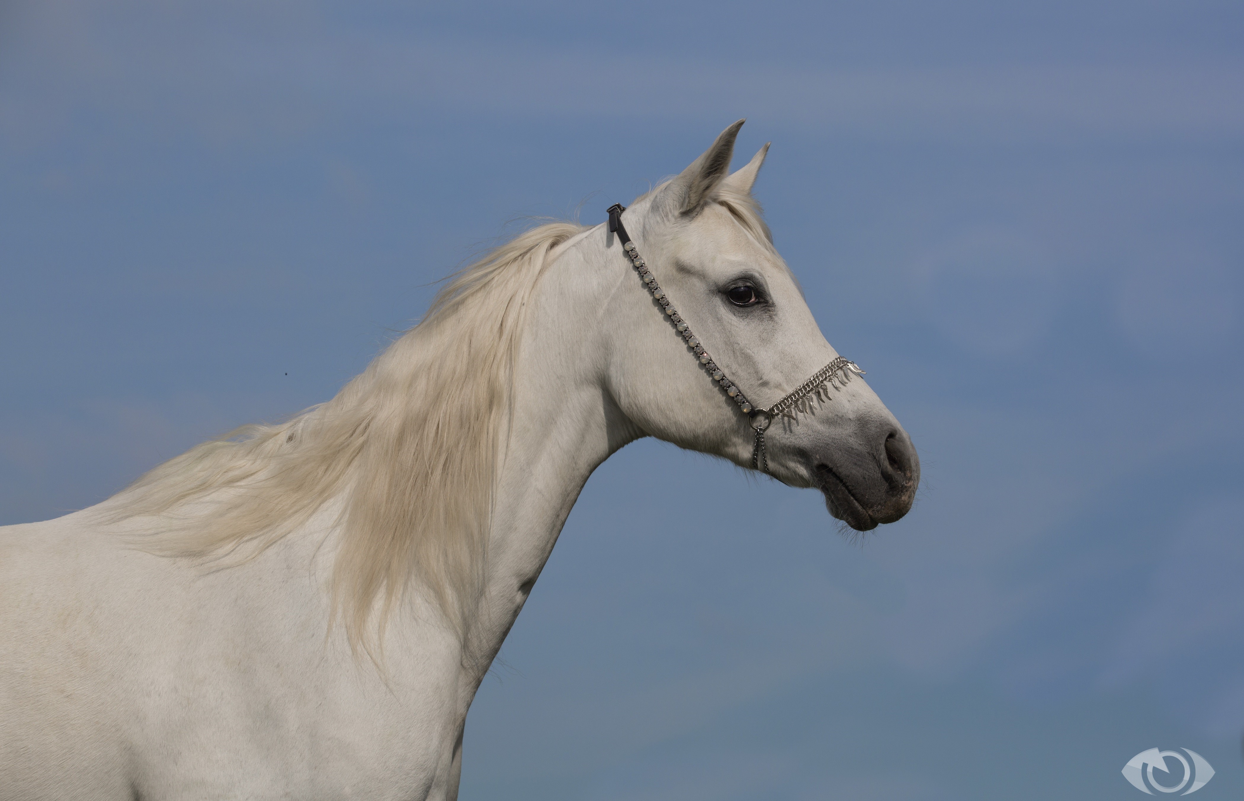 White Horse with Decorative Halter HD Wallpaper