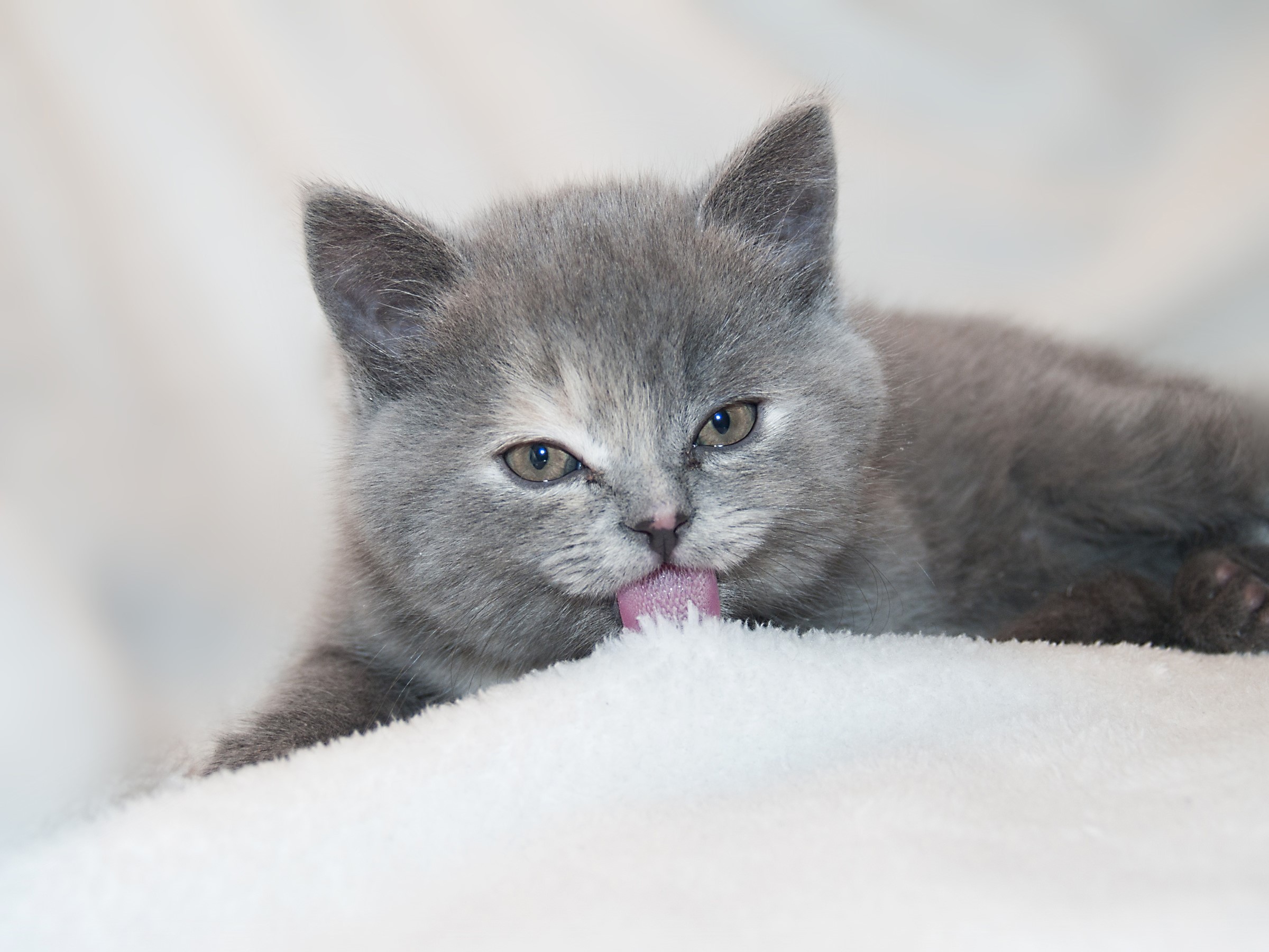 A grey kitten licking its paw on a white blanket HD Wallpaper