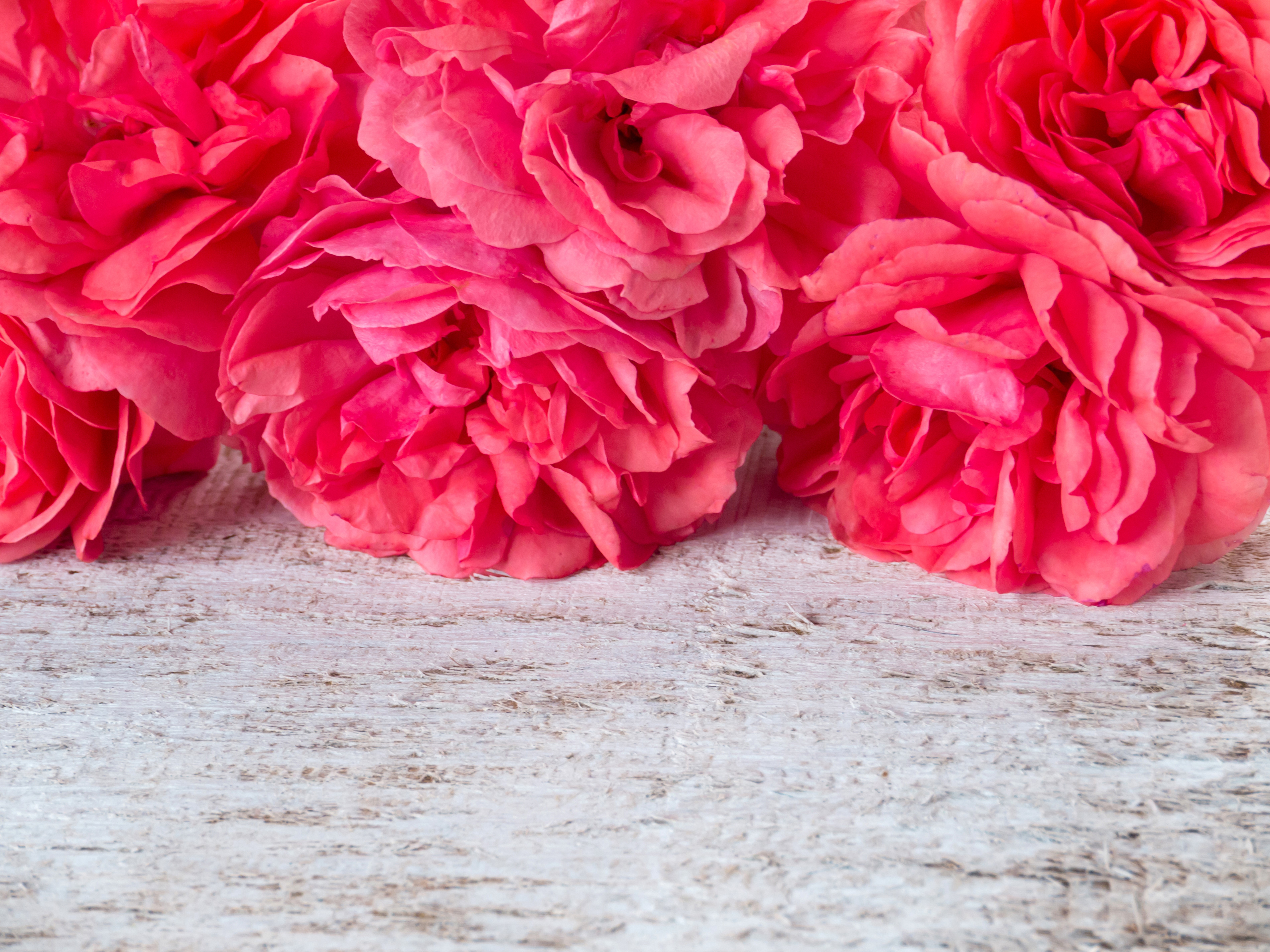 Pink Roses on White Wood Surface HD Wallpaper