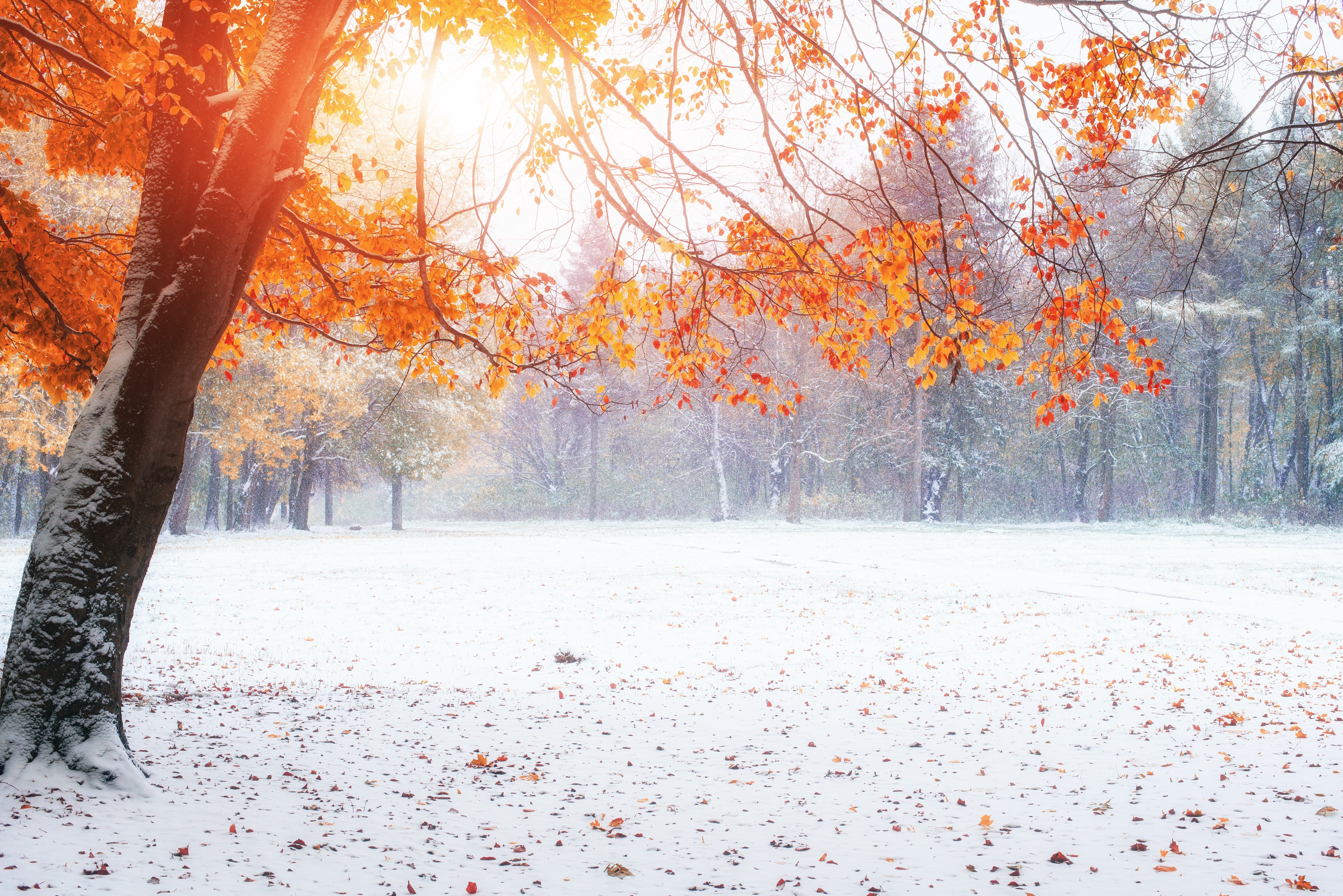 4K Winter Trees with Snow and Autumn Leaves HD Wallpaper