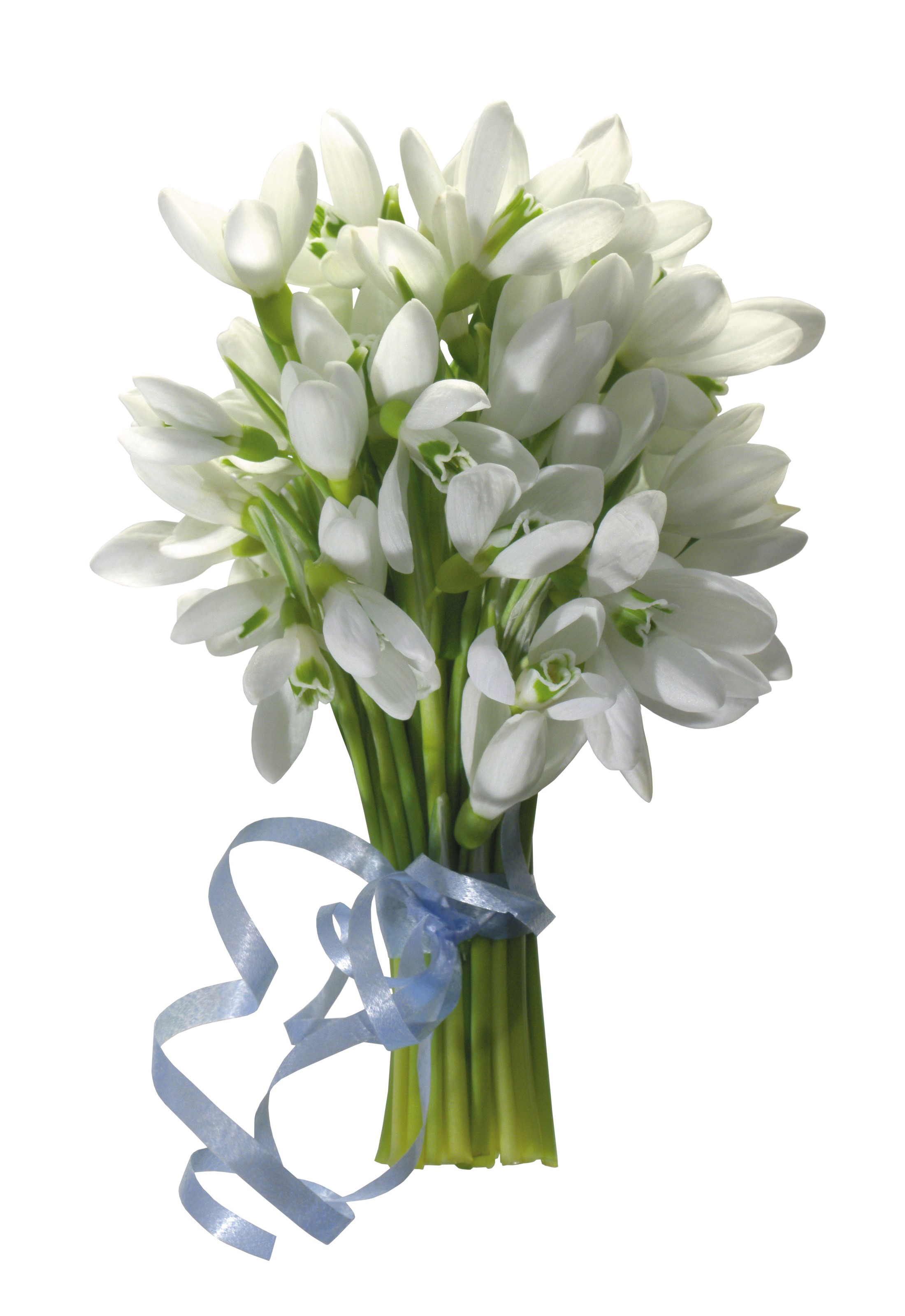 Bouquet of Snowdrops with Blue Ribbon HD Phone Wallpaper