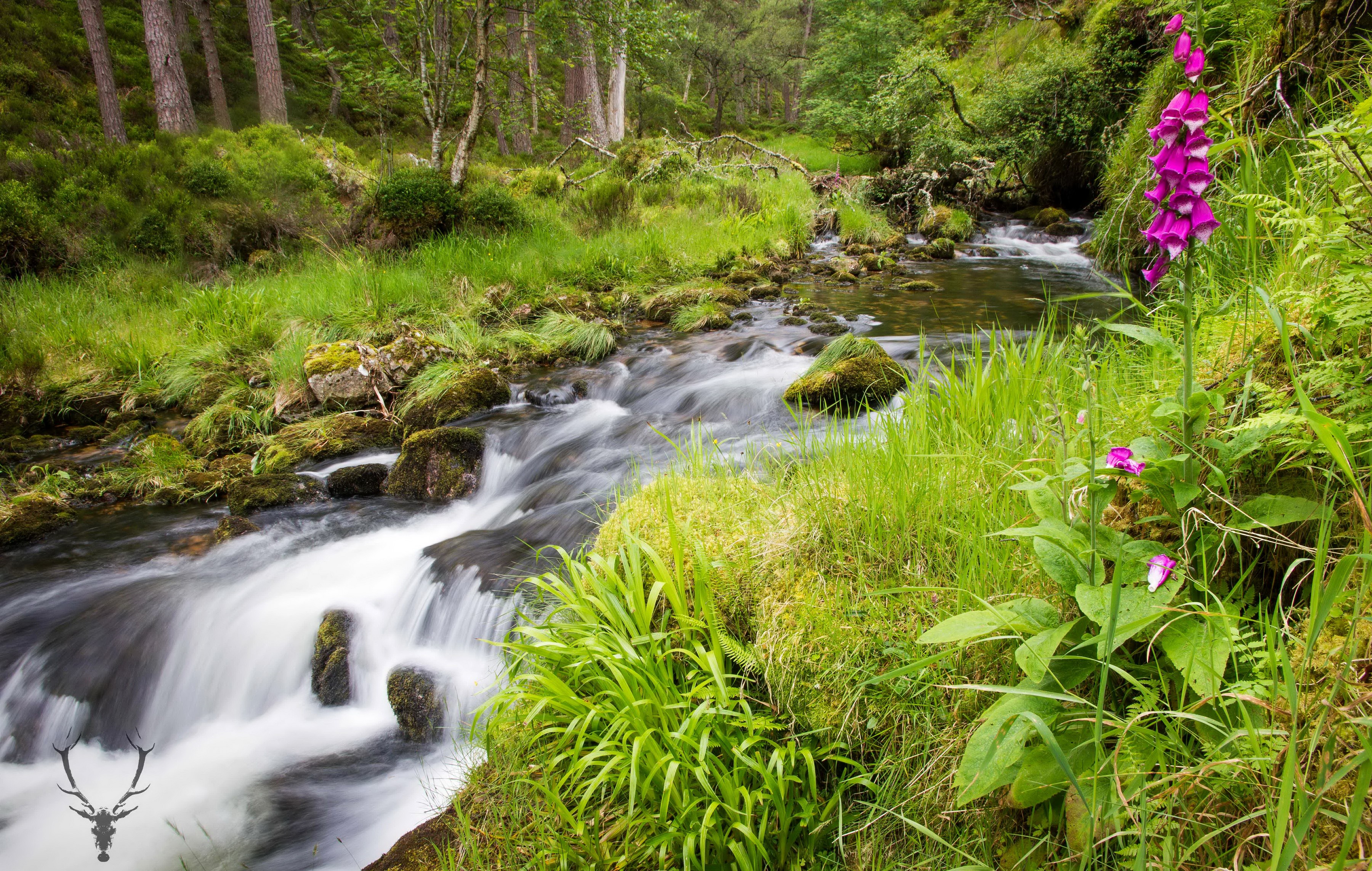 Cairngorms National Park Scotland Stream and Foxglove Flowers HD Wallpaper