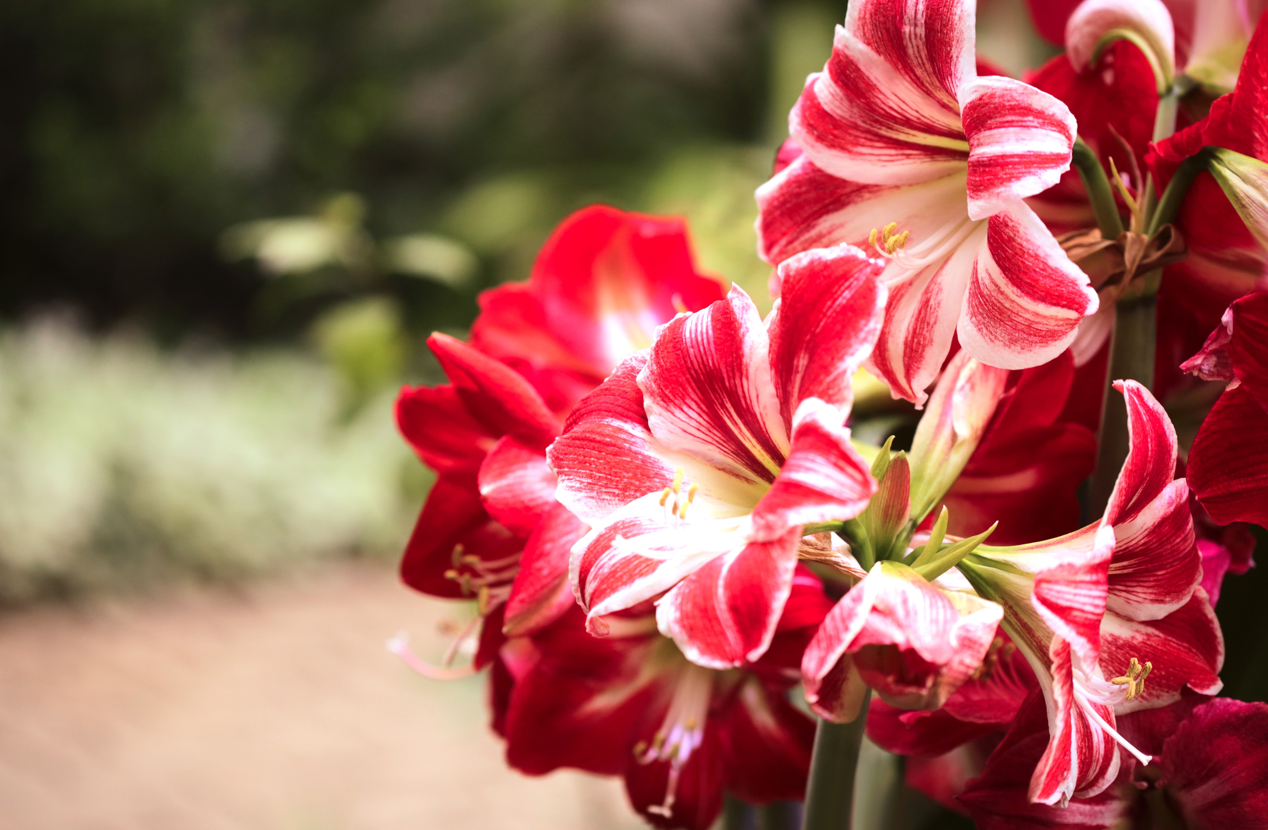 4K Amaryllis Closeup HD Wallpaper