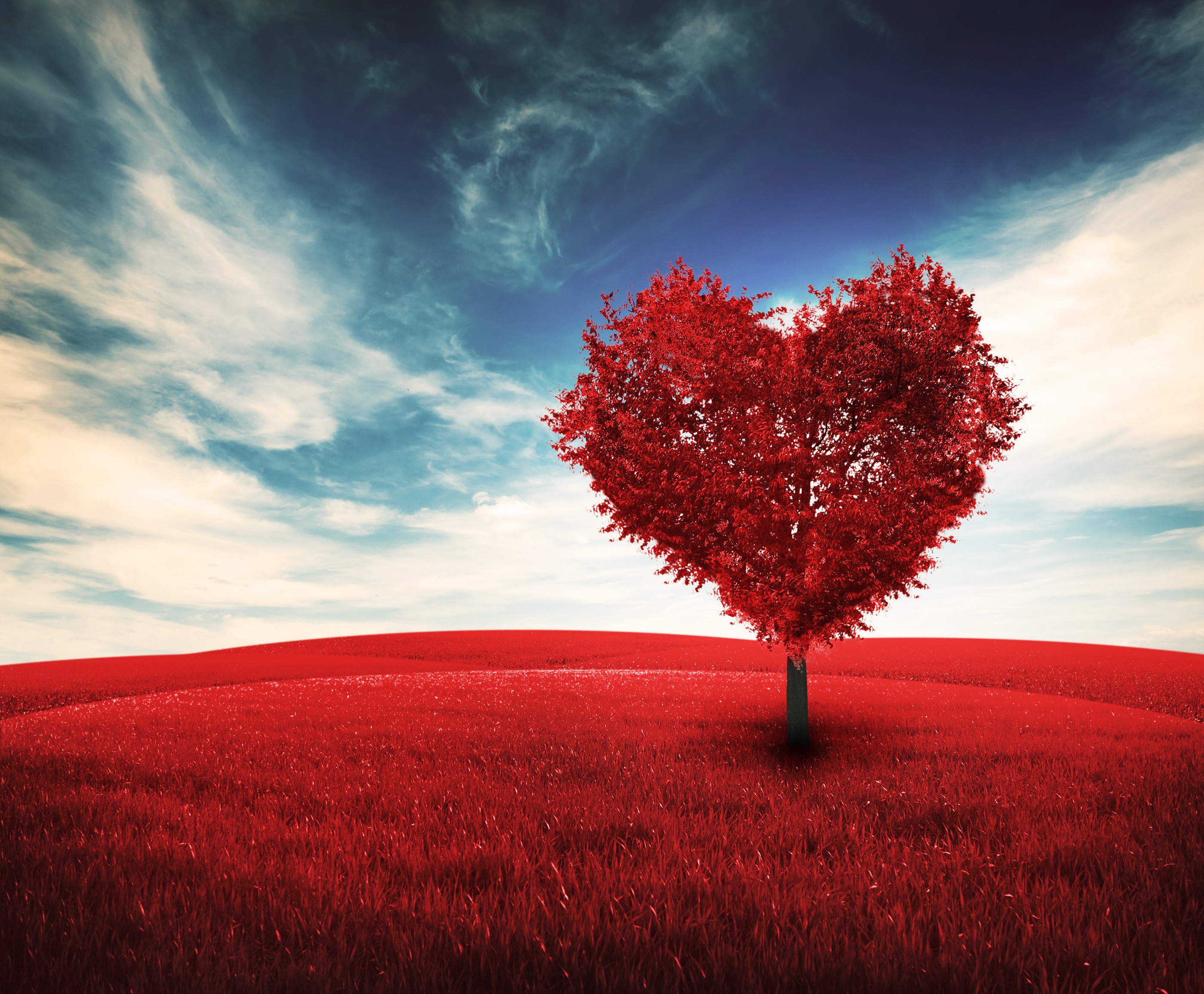 Heart-shaped tree in a red field under a blue sky HD Wallpaper