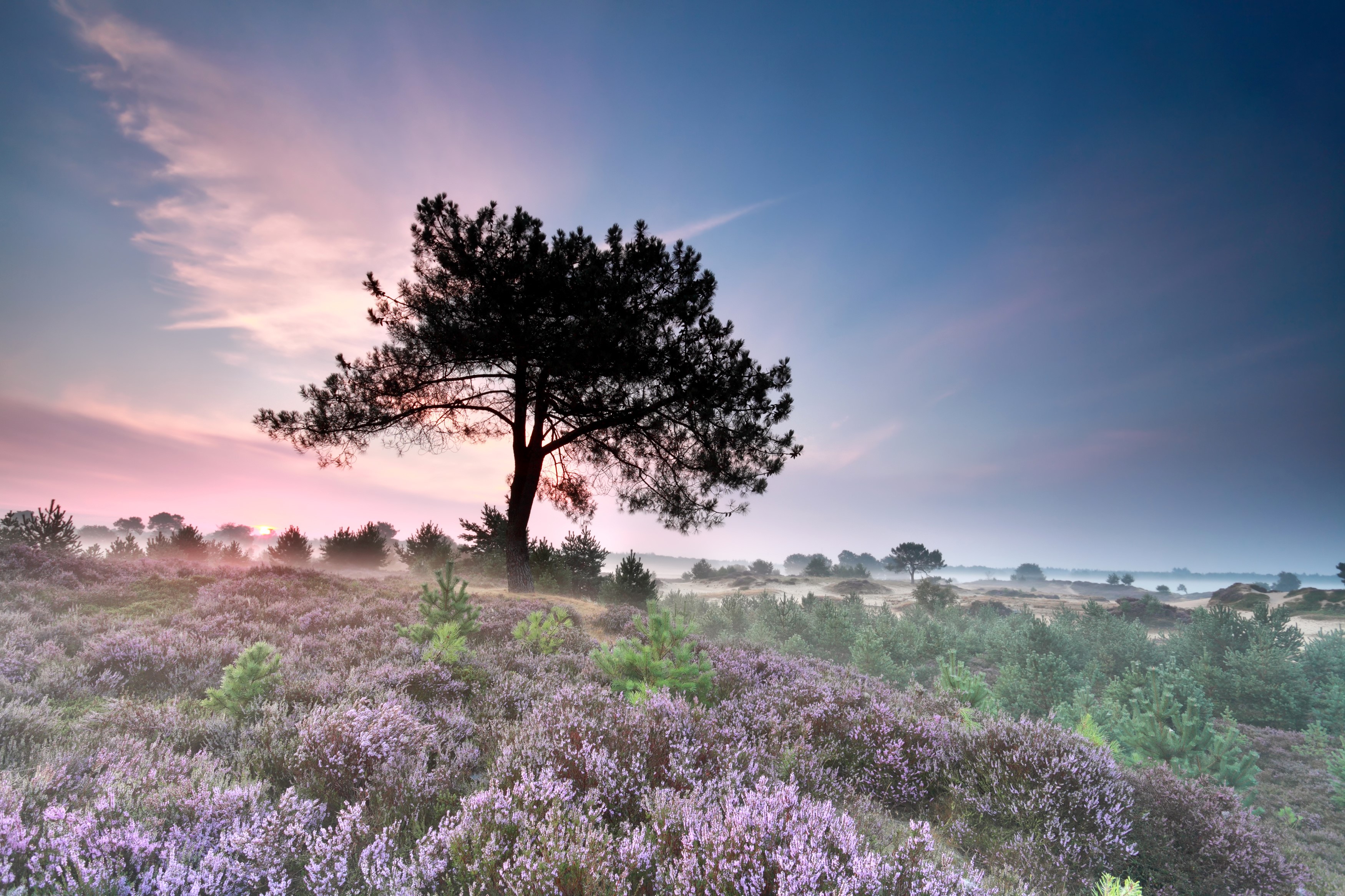 Heather field with a lone tree at sunrise HD Wallpaper