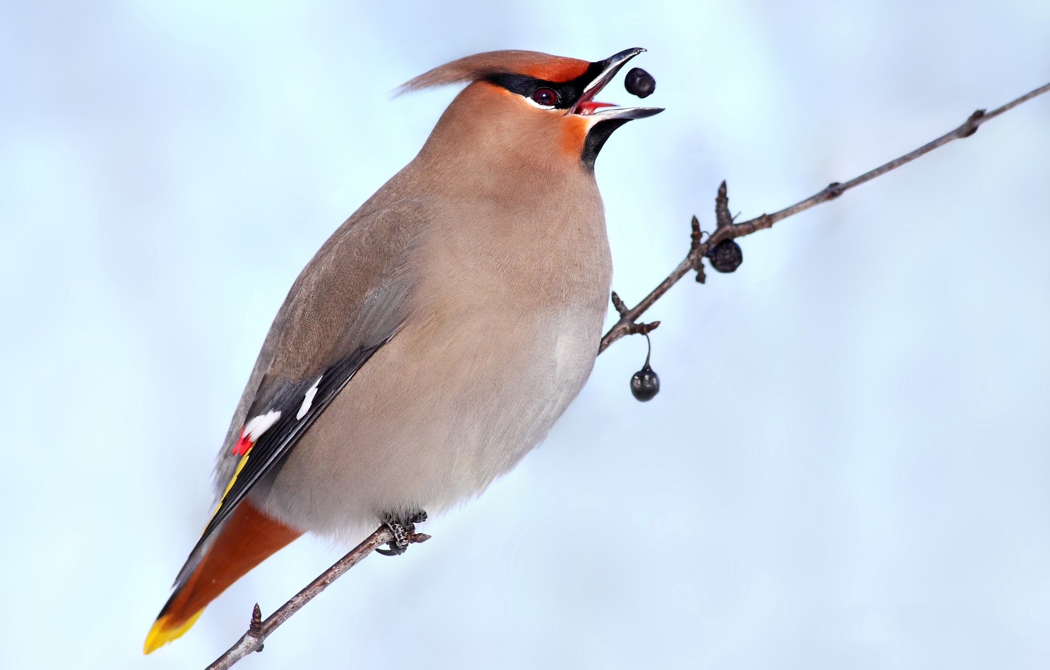 Bohemian waxwing eating a berry on a branch HD Wallpaper