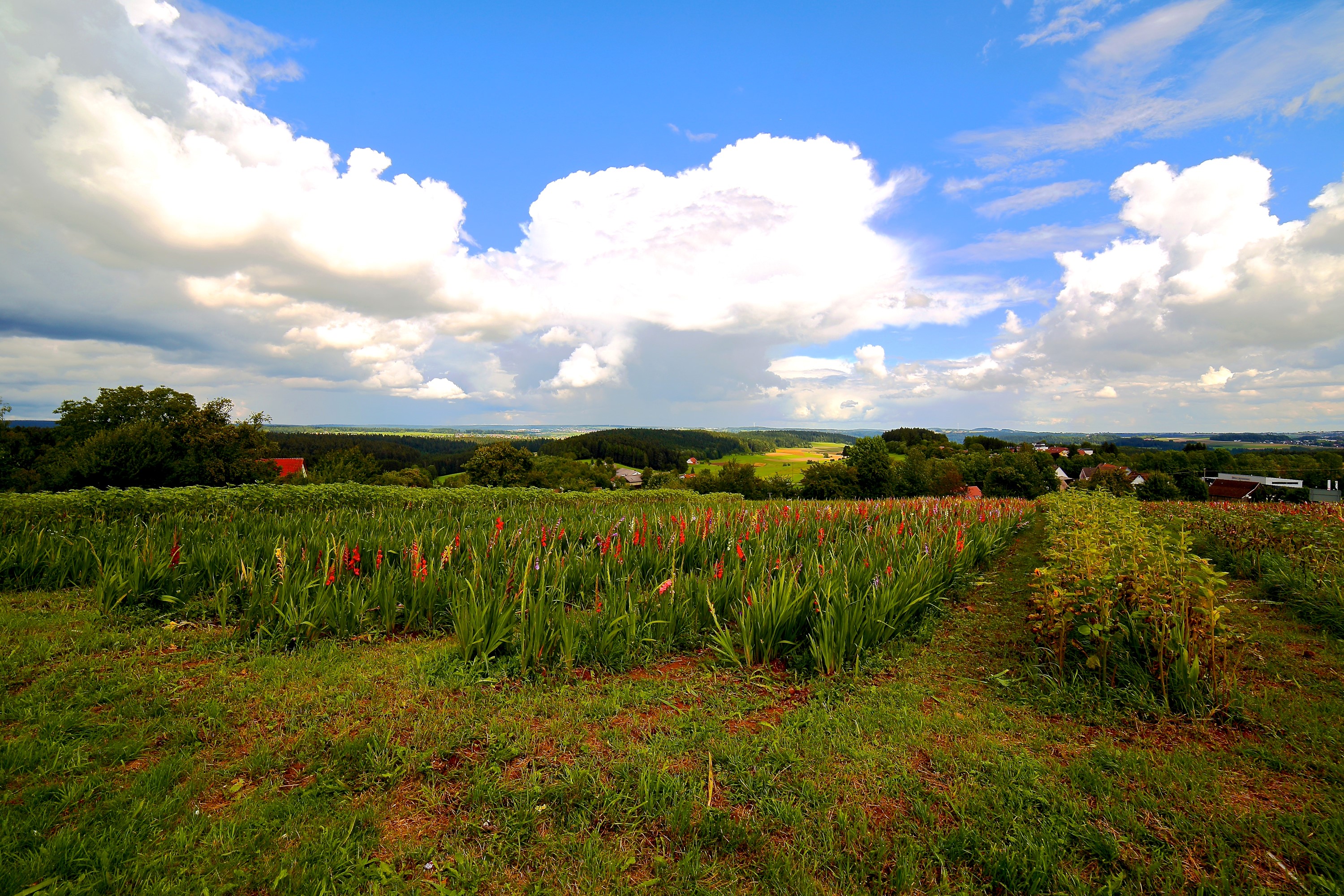 Field of flowers under a cloudy sky HD Wallpaper