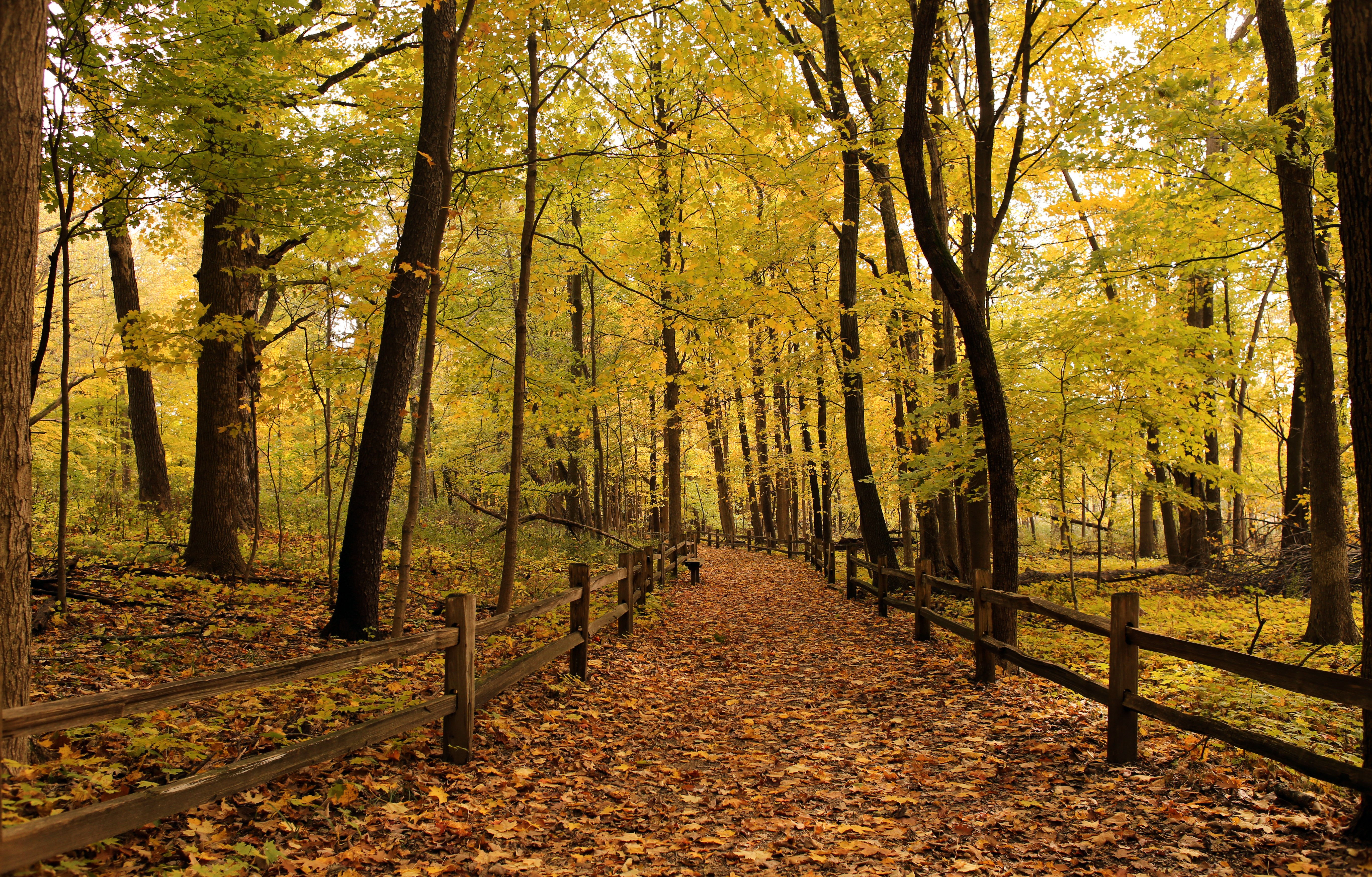 Forest path with wooden fence in autumn HD Wallpaper