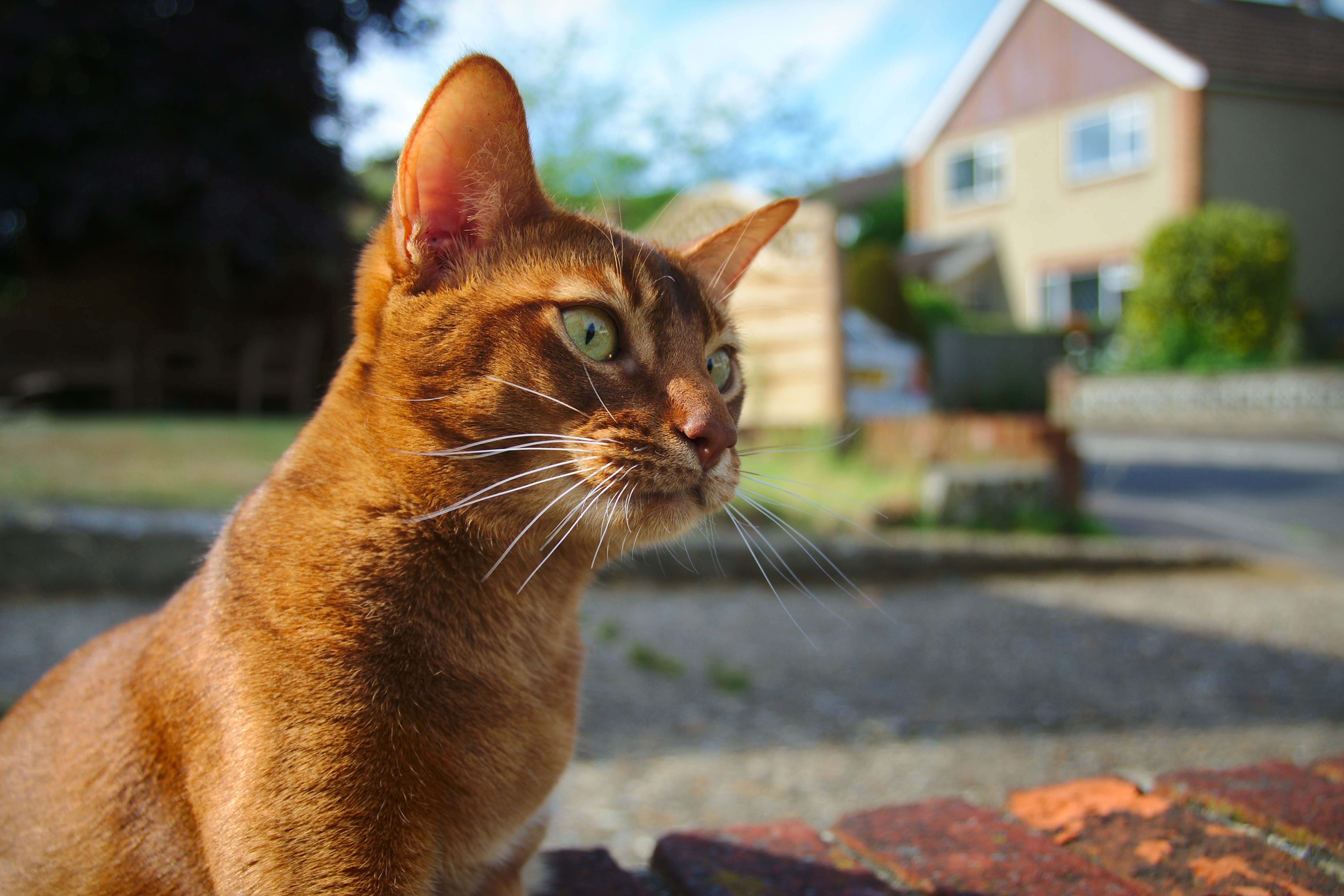 Ginger cat with green eyes looking to the side HD Wallpaper