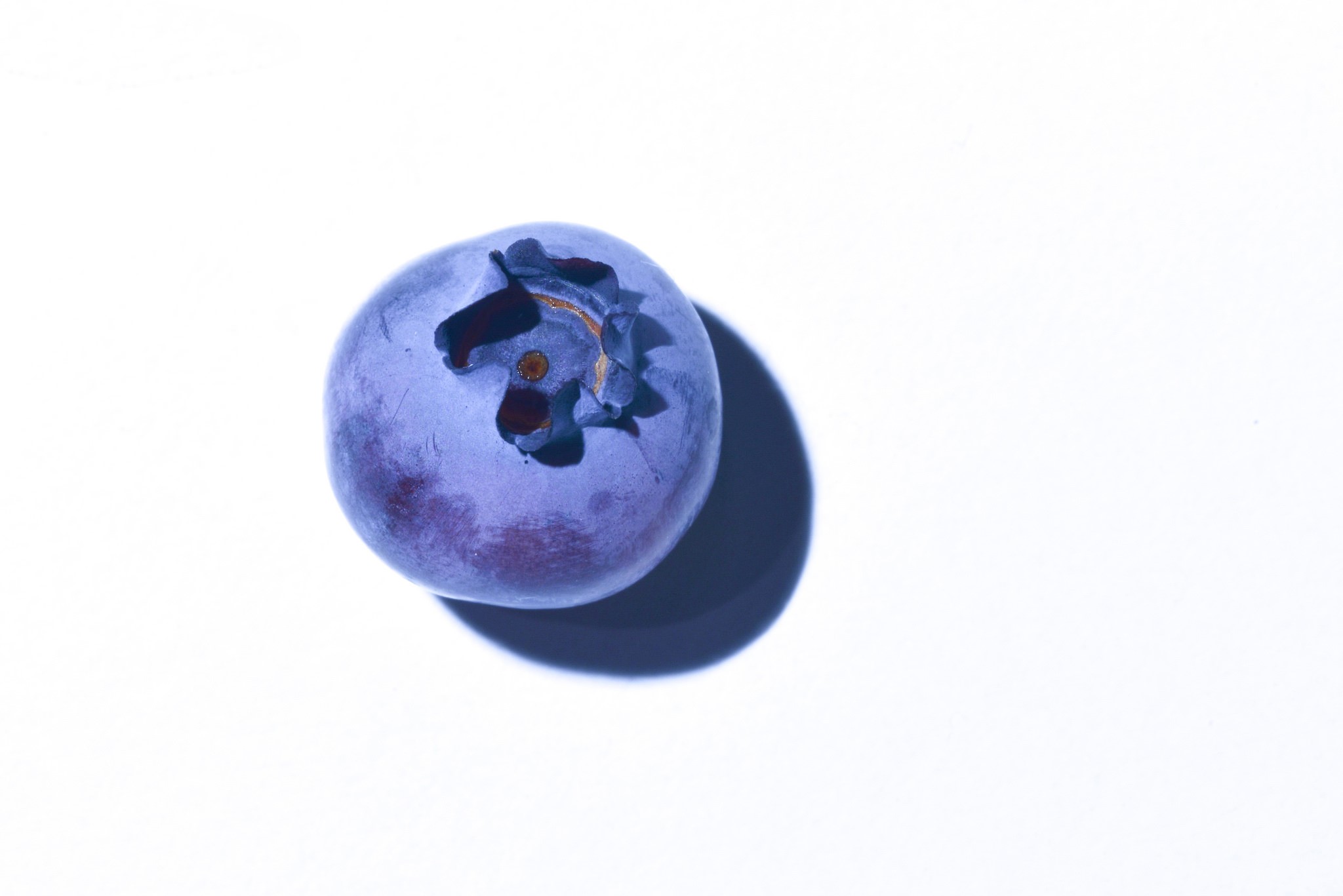 Single blueberry on a white background HD Wallpaper