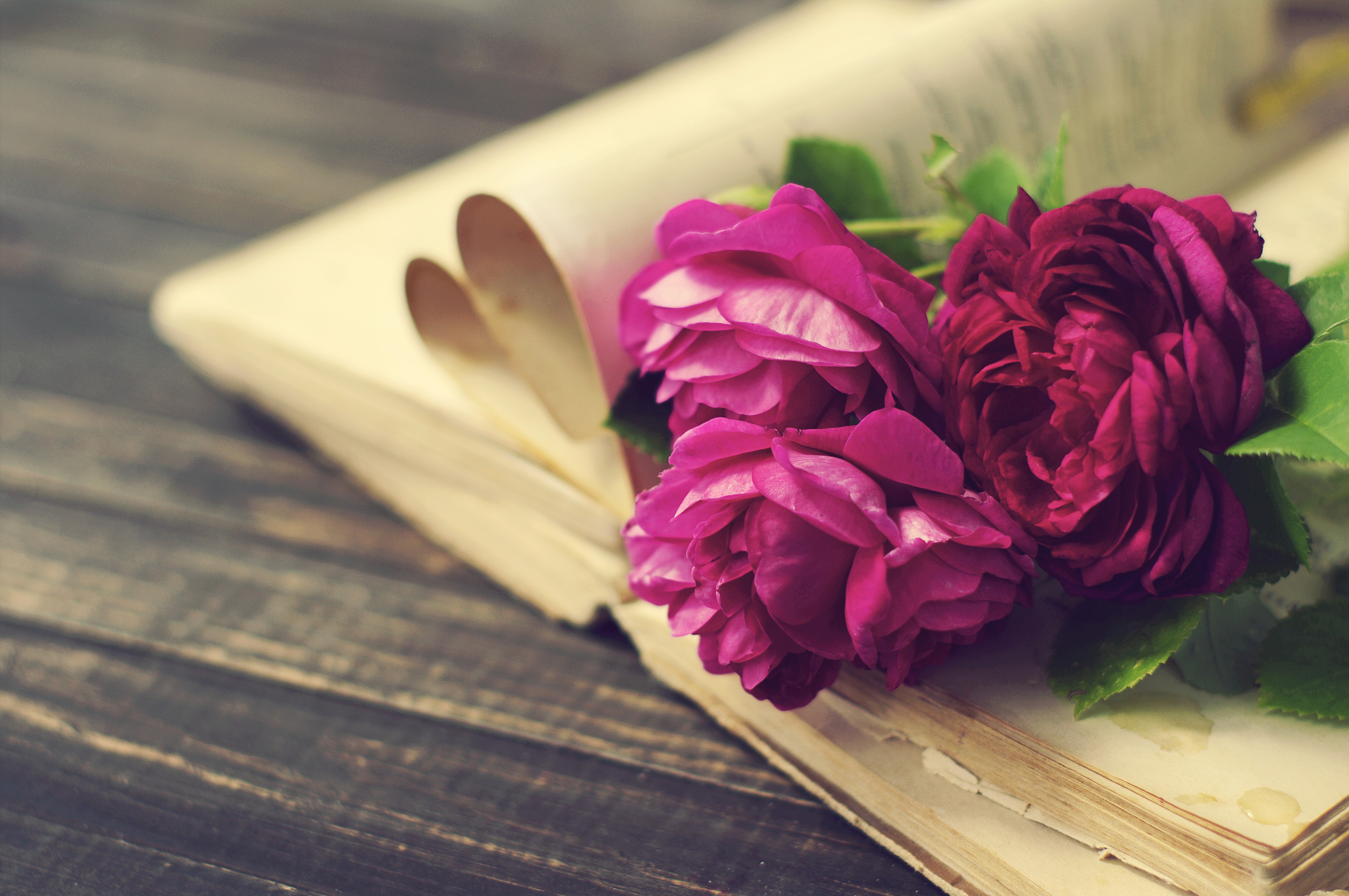 Three pink roses on an open book HD Wallpaper