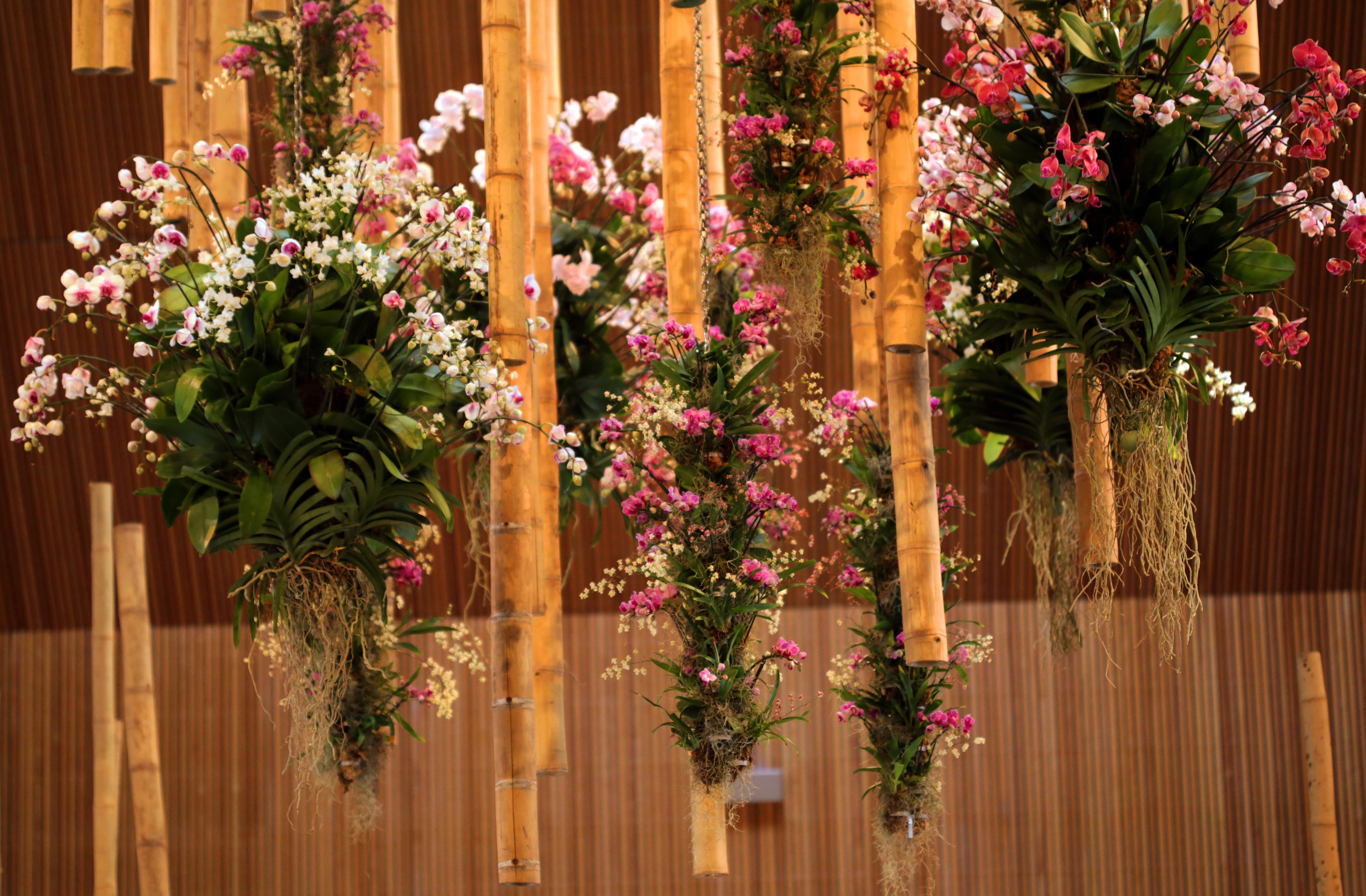 Hanging orchids and bamboo design HD Wallpaper