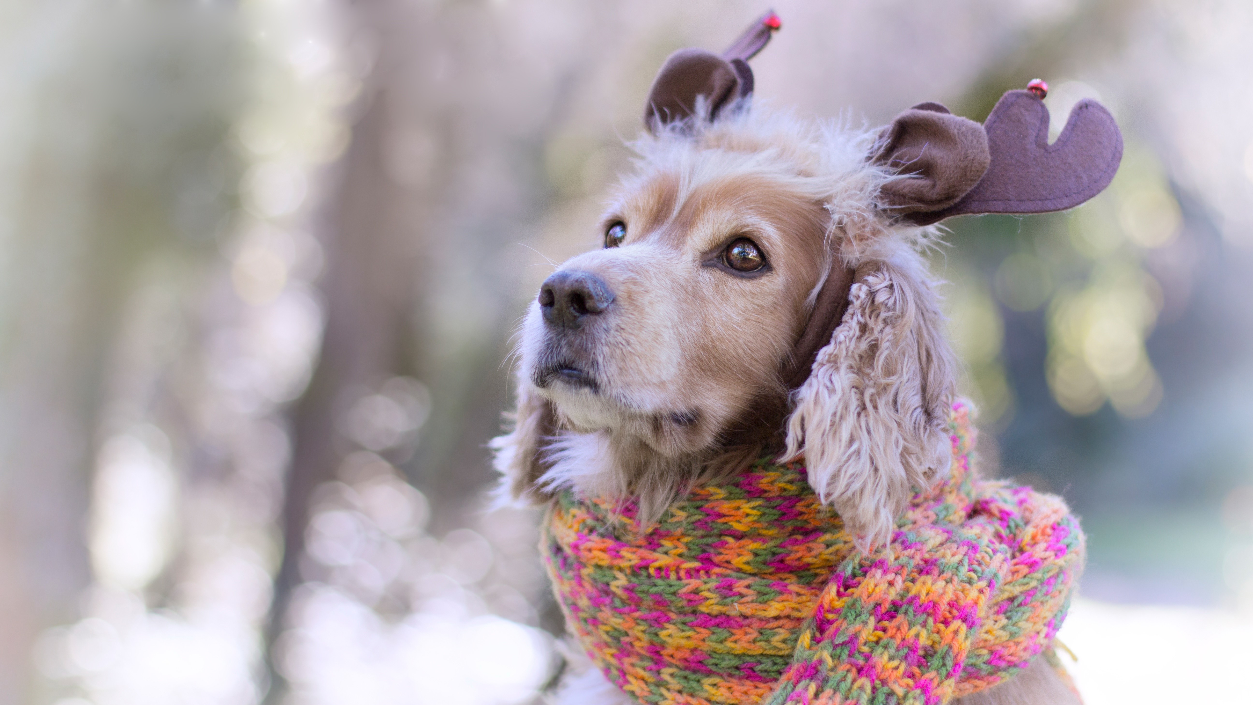 Dog wearing reindeer antlers and a scarf HD Wallpaper