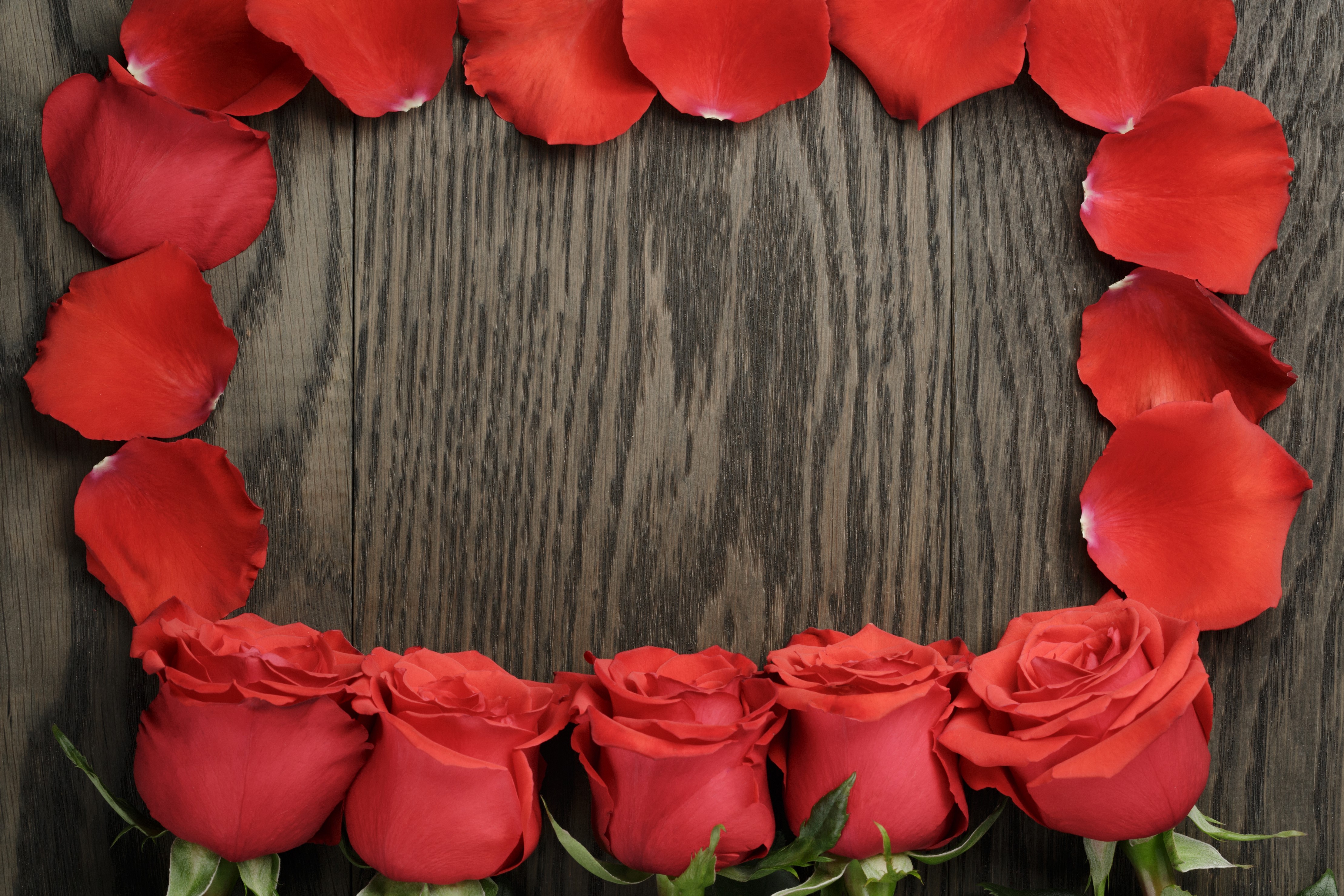 Red Roses and Petals on Wood Planks HD Wallpaper