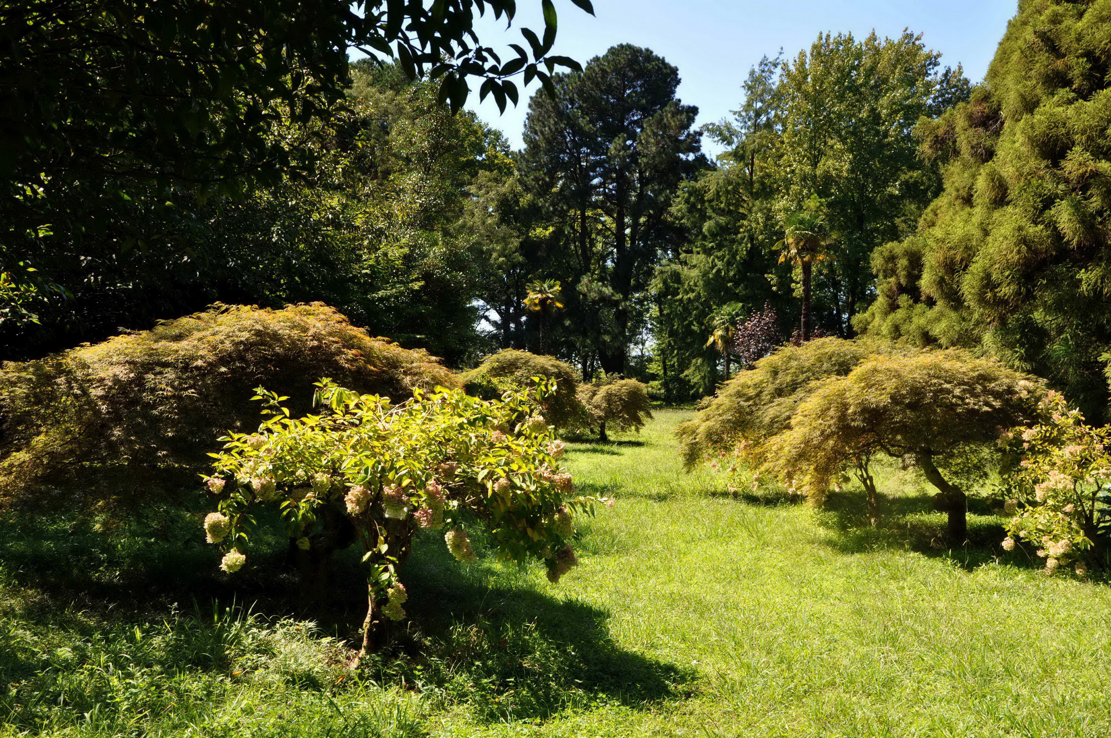 Batumi Botanical Garden in Georgia with trees and grass HD Wallpaper