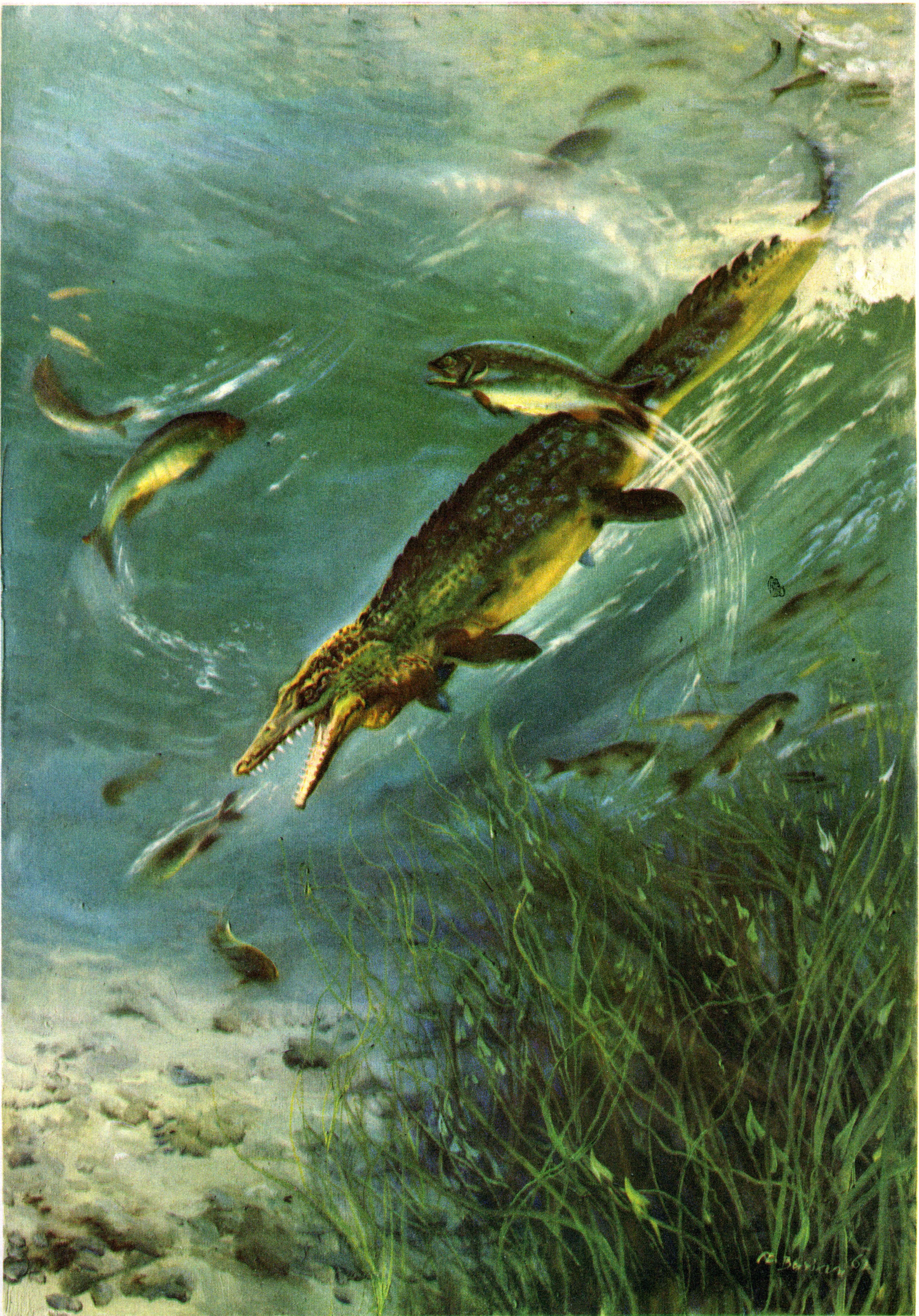 Mosasaurus hunting fish underwater, illustration by Zdenek Burian HD Phone Wallpaper