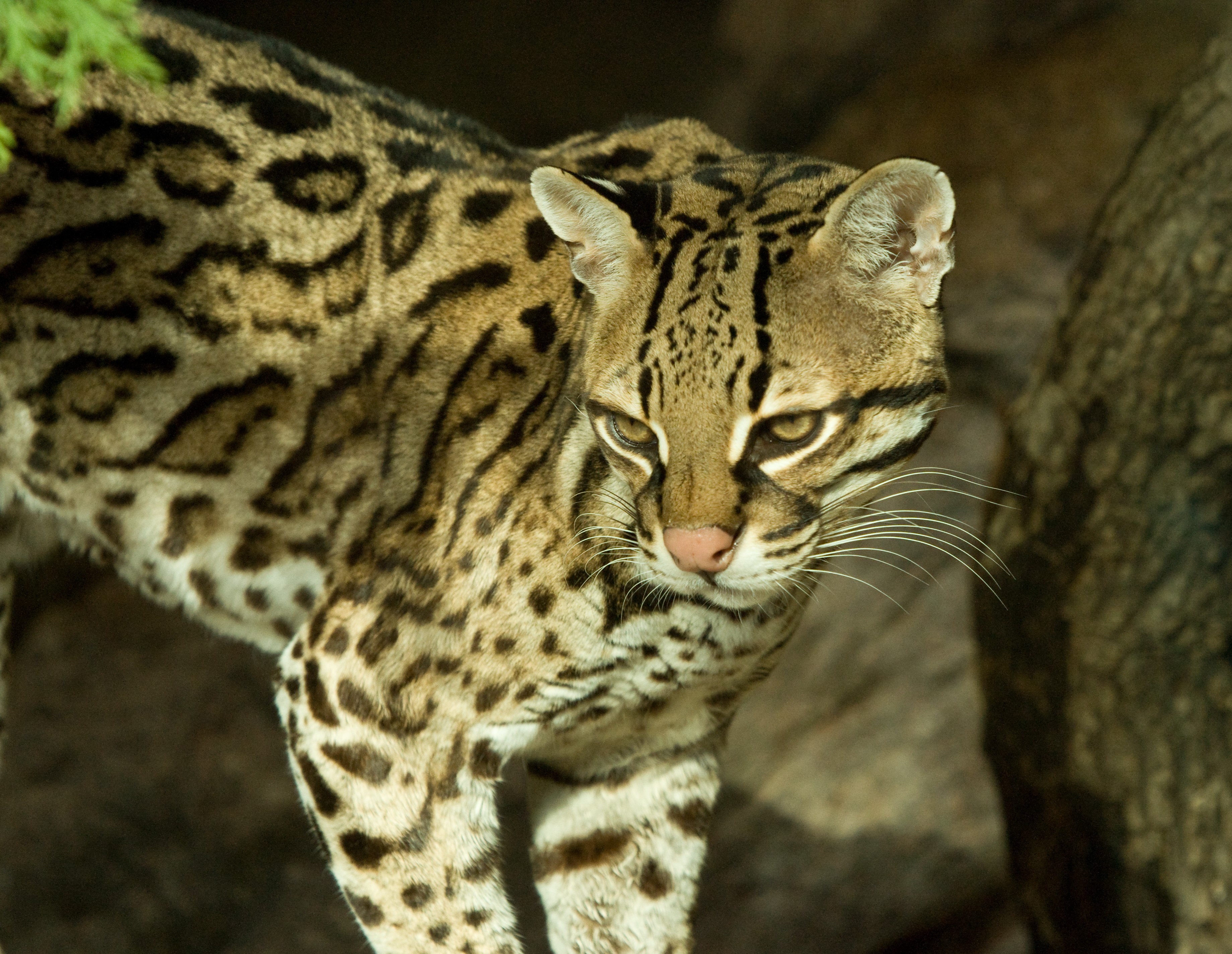 Ocelot standing in rocky terrain HD Wallpaper