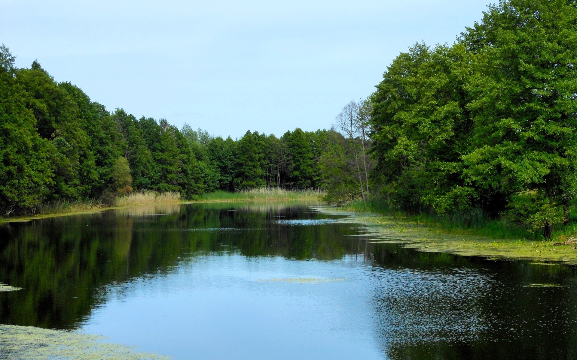 A tranquil lake surrounded by lush green trees under a clear sky. HD Wallpaper