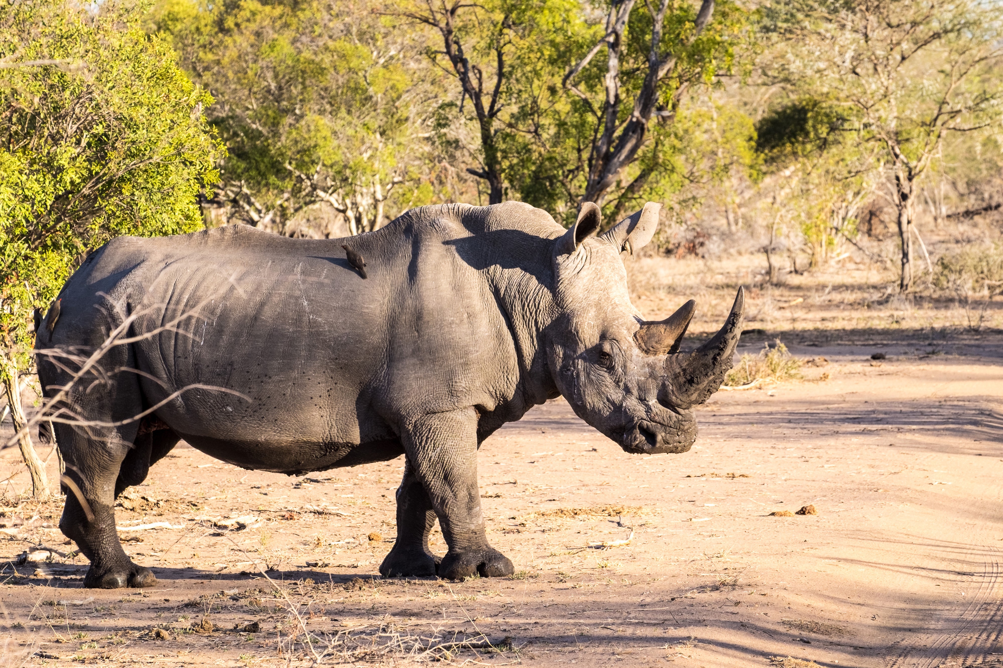 Rhino in a Savannah HD Wallpaper
