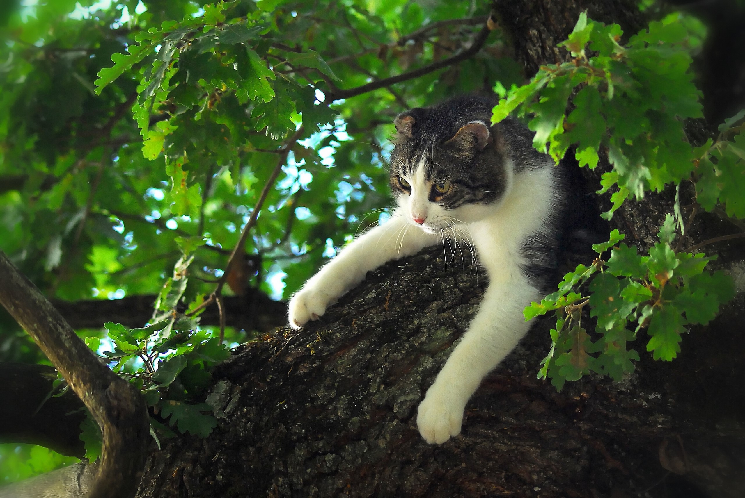 Cat perched on a tree trunk surrounded by leaves HD Wallpaper