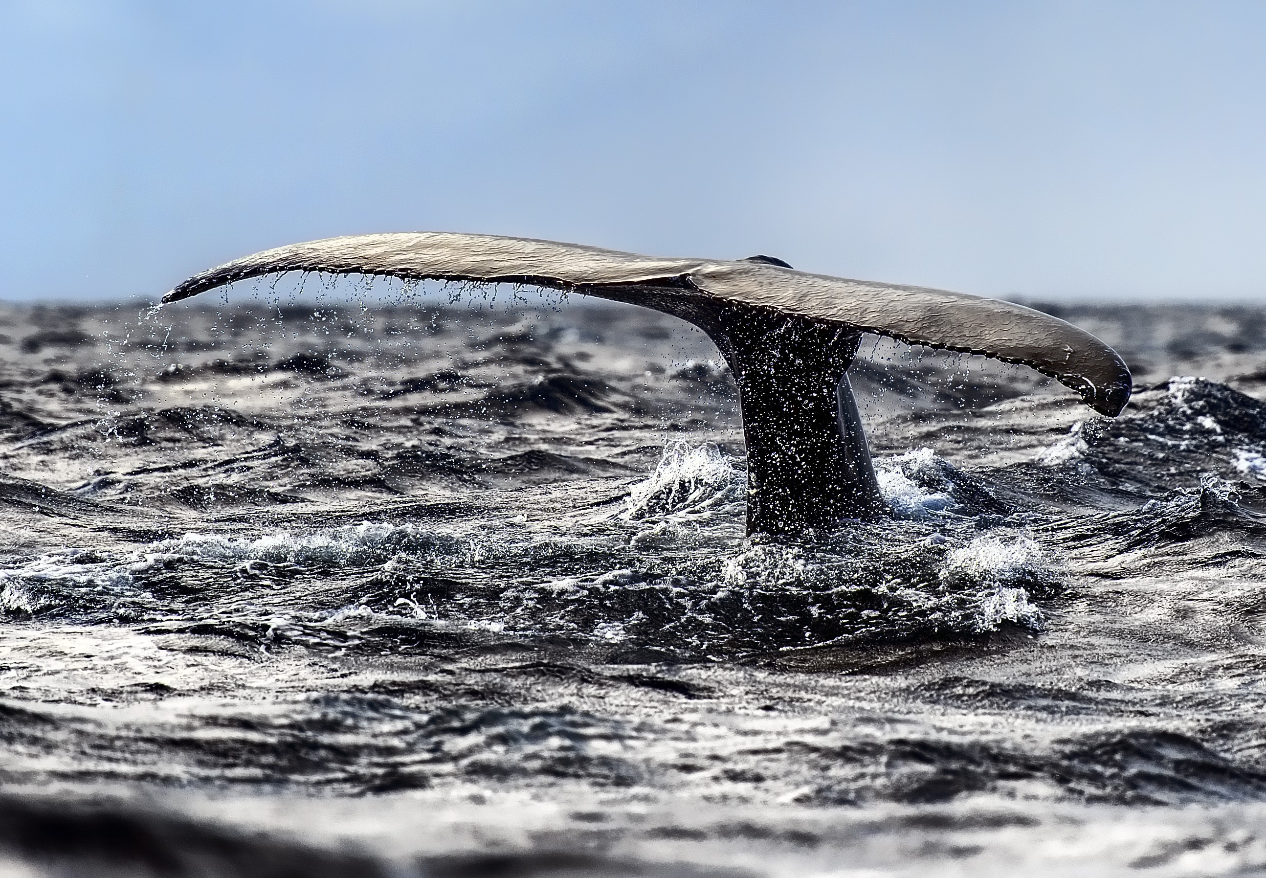 Whale tail emerging from choppy ocean water HD Wallpaper