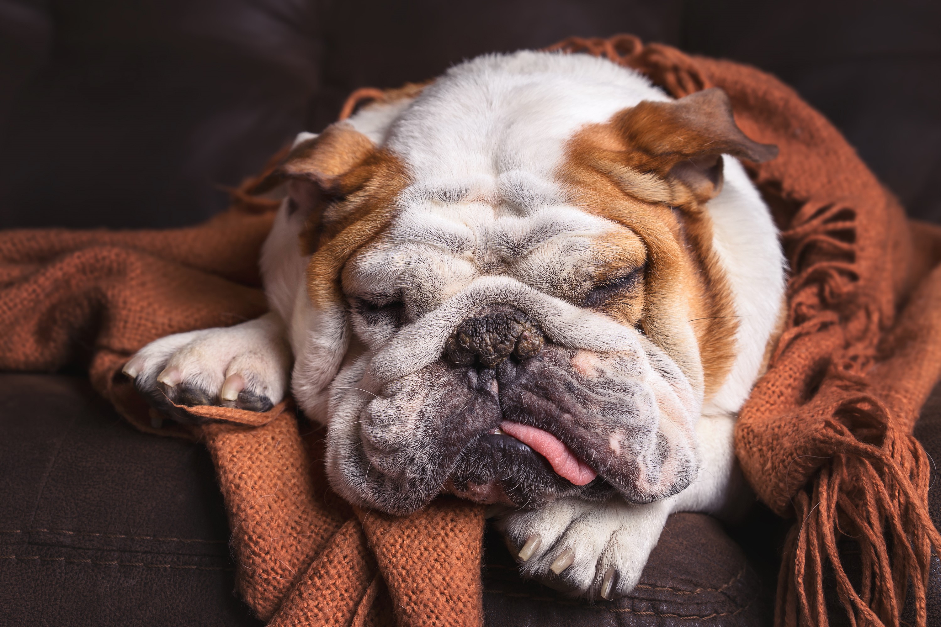 English Bulldog sleeping on a couch with a blanket HD Wallpaper