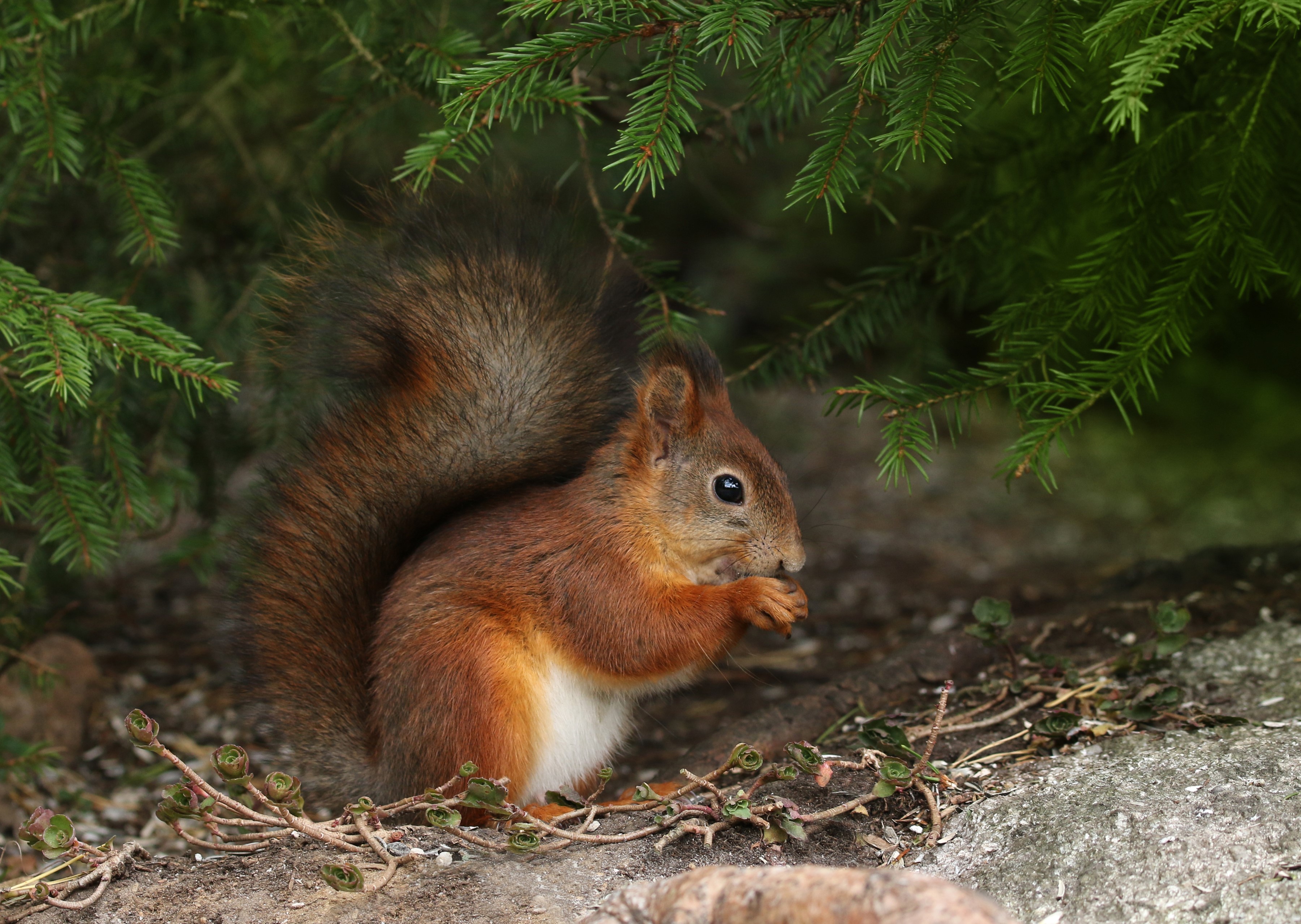Red squirrel eating under pine tree branches HD Wallpaper